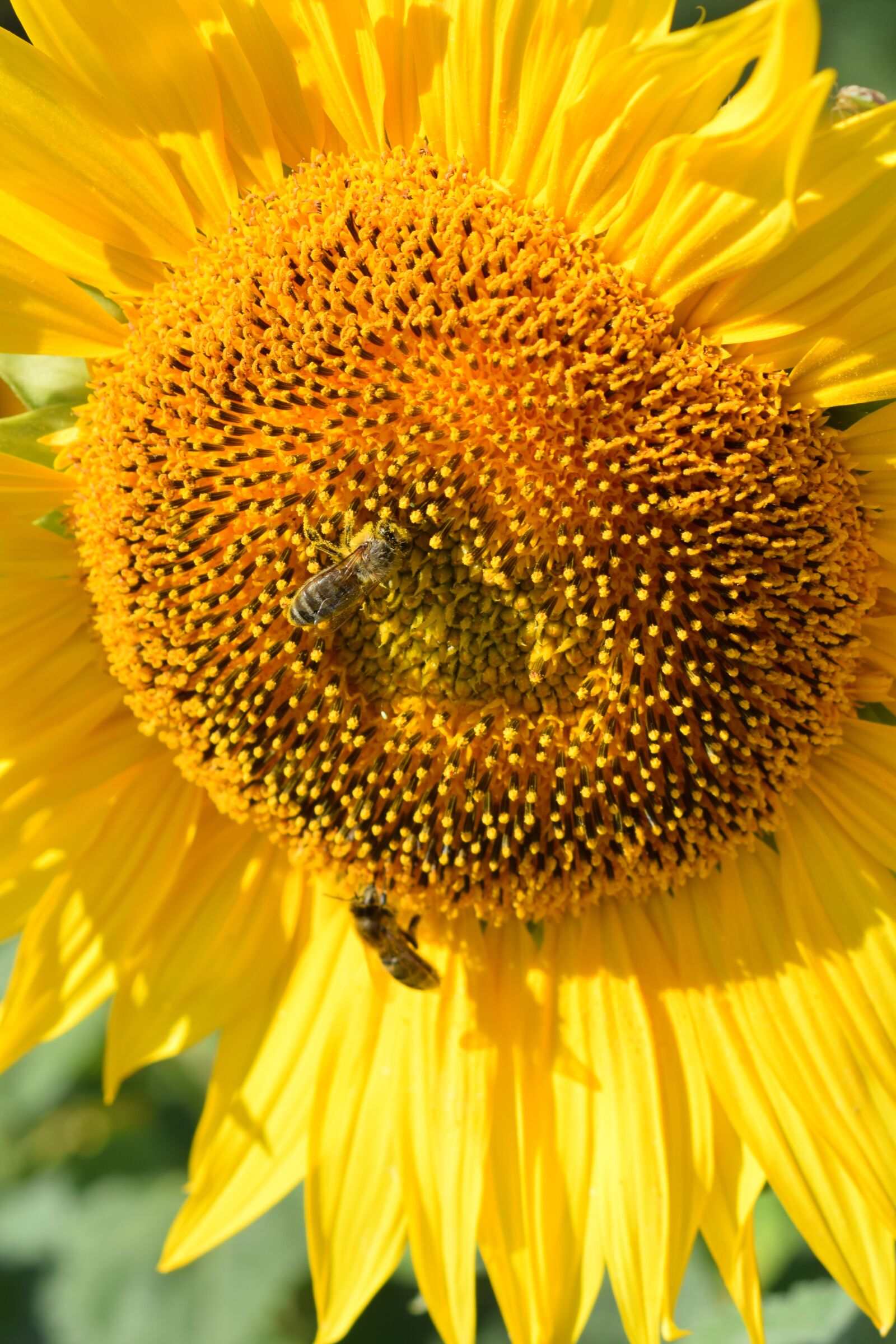 Nikon D3300 sample photo. Sunflower, plant, nature photography