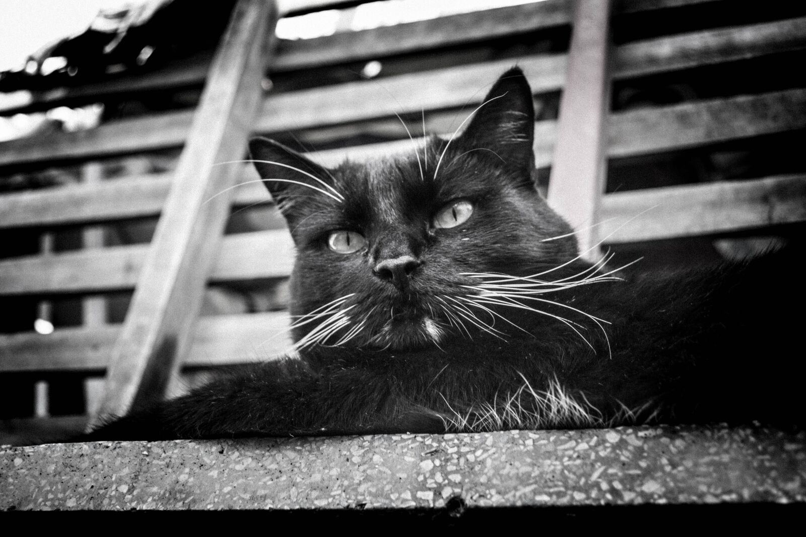 Nikon D3100 sample photo. Cat, gato, a photography