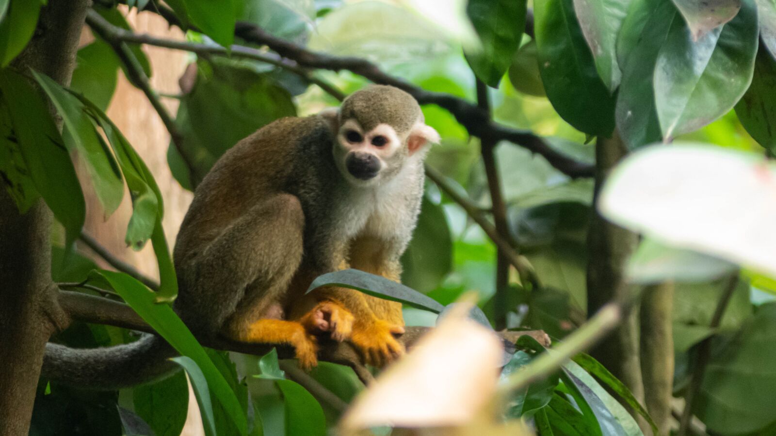 Panasonic Lumix DMC-FZ300 sample photo. Monkey, squirrel monkey, mammal photography