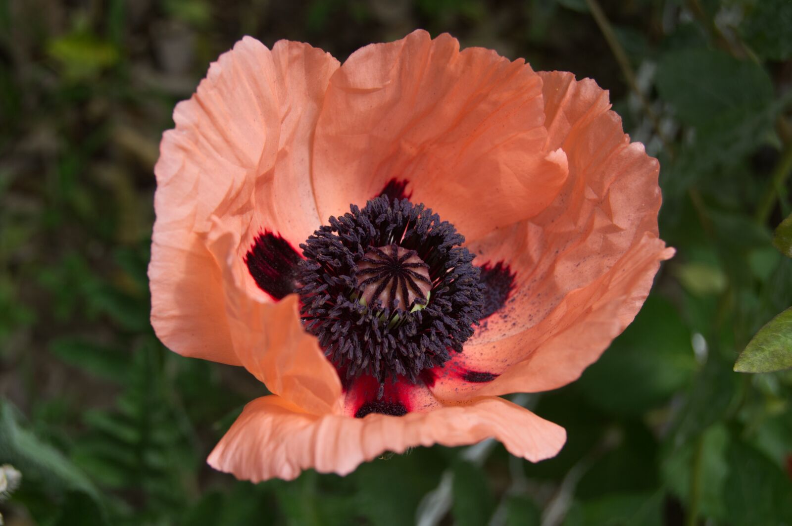 Nikon D3100 sample photo. Flower, poppy, nature photography