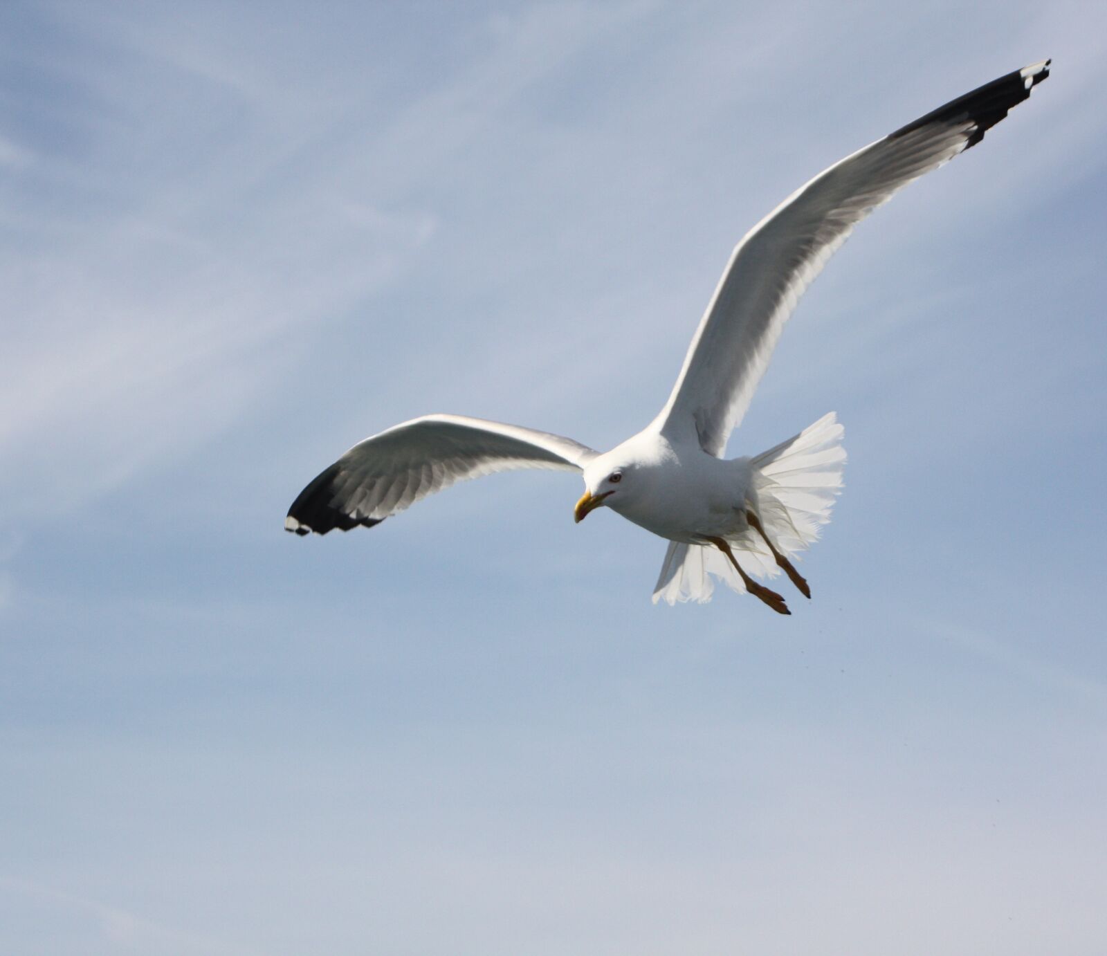 Canon EOS 450D (EOS Rebel XSi / EOS Kiss X2) sample photo. Seagull, sky, blue photography