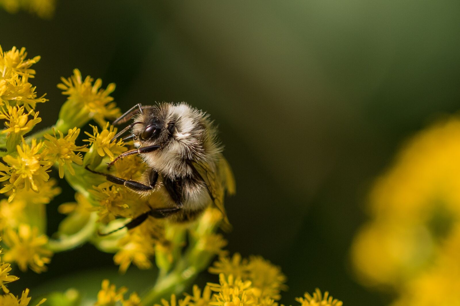 Canon EOS 7D Mark II sample photo. Bee, nectar, pollination photography