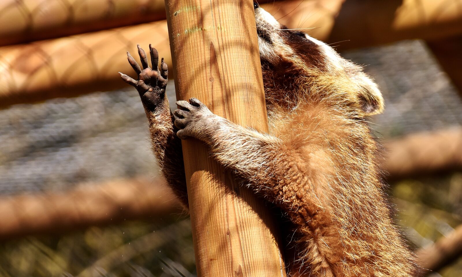 Nikon D7200 sample photo. Raccoon, wild animal, furry photography