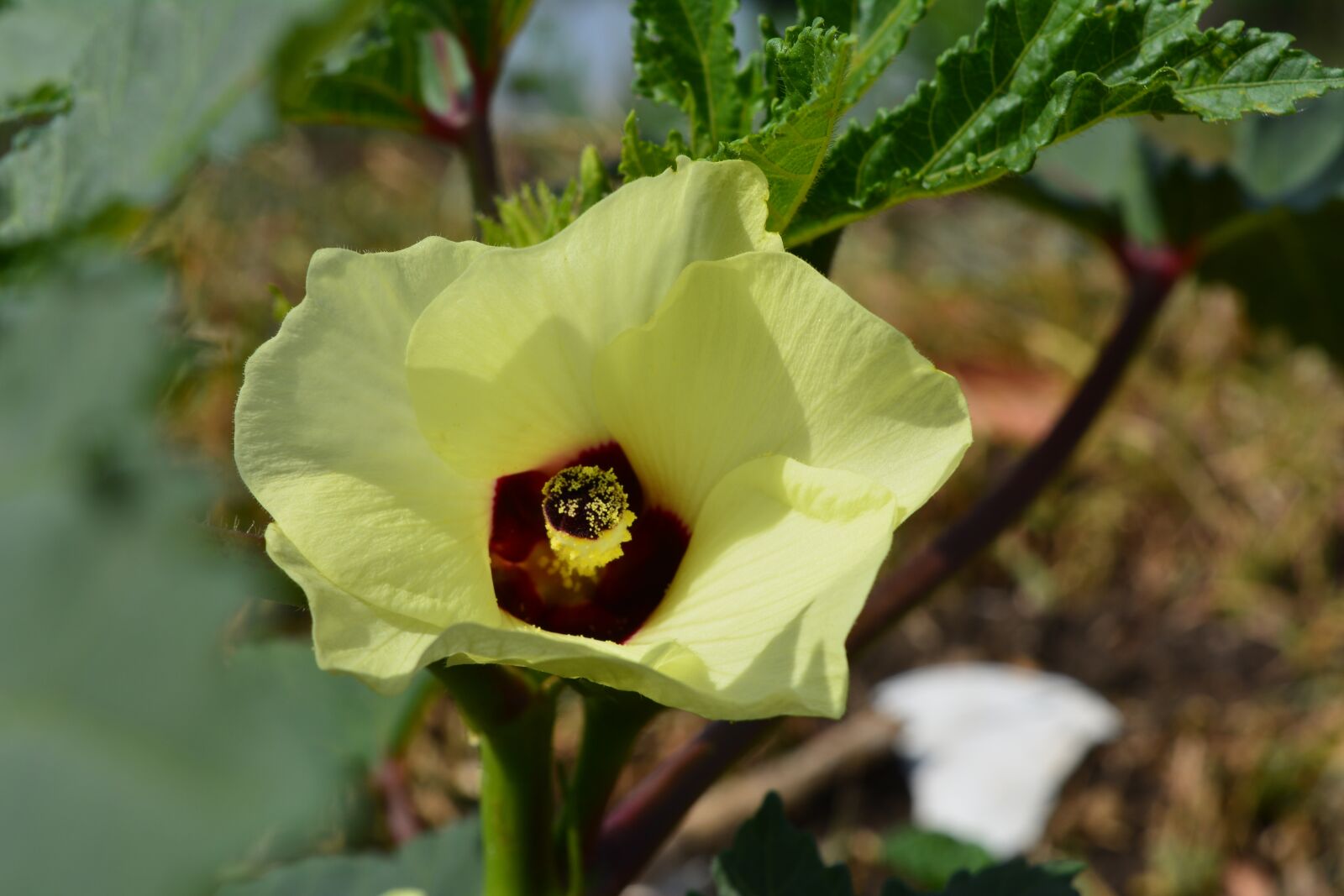 Nikon D5200 sample photo. Flower, green, nature photography