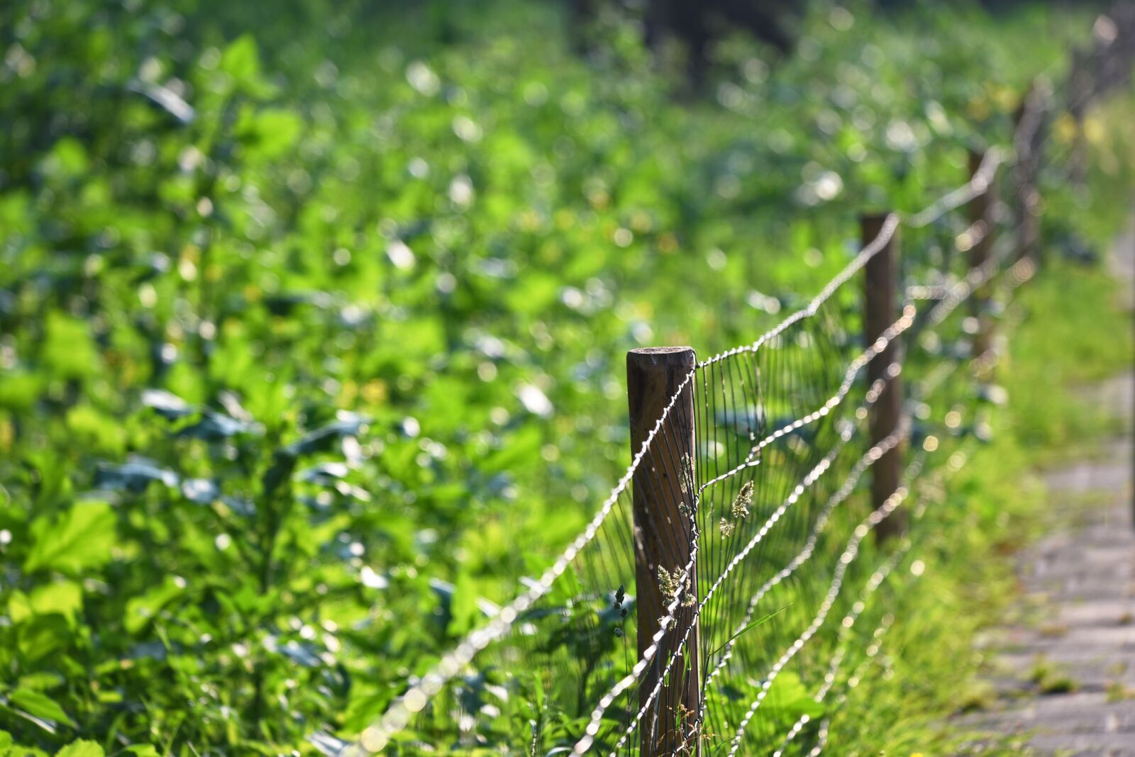 Nikon D750 sample photo. Fence, wire, mesh photography
