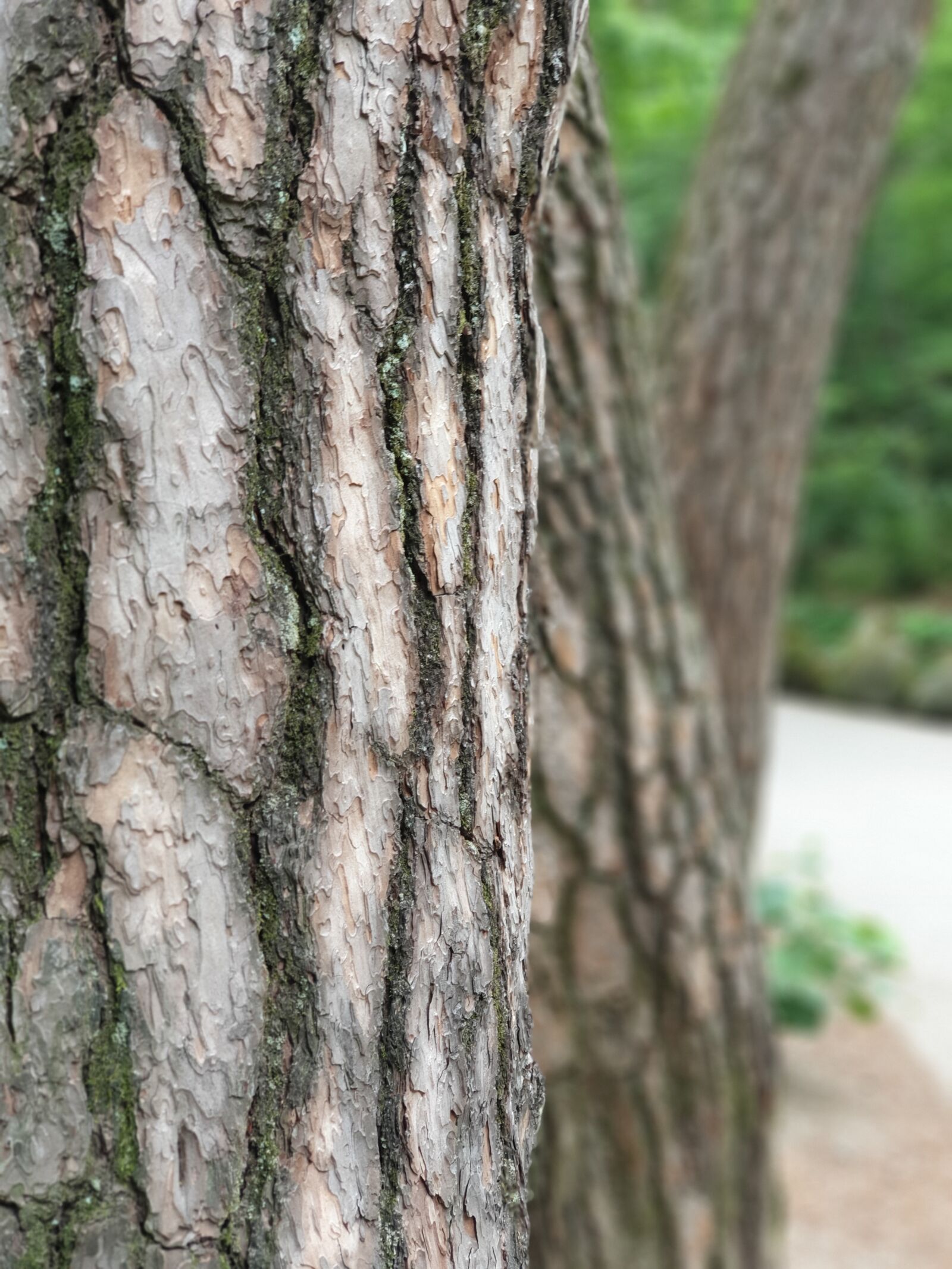Samsung Galaxy Note9 sample photo. Wood, plants, nature photography