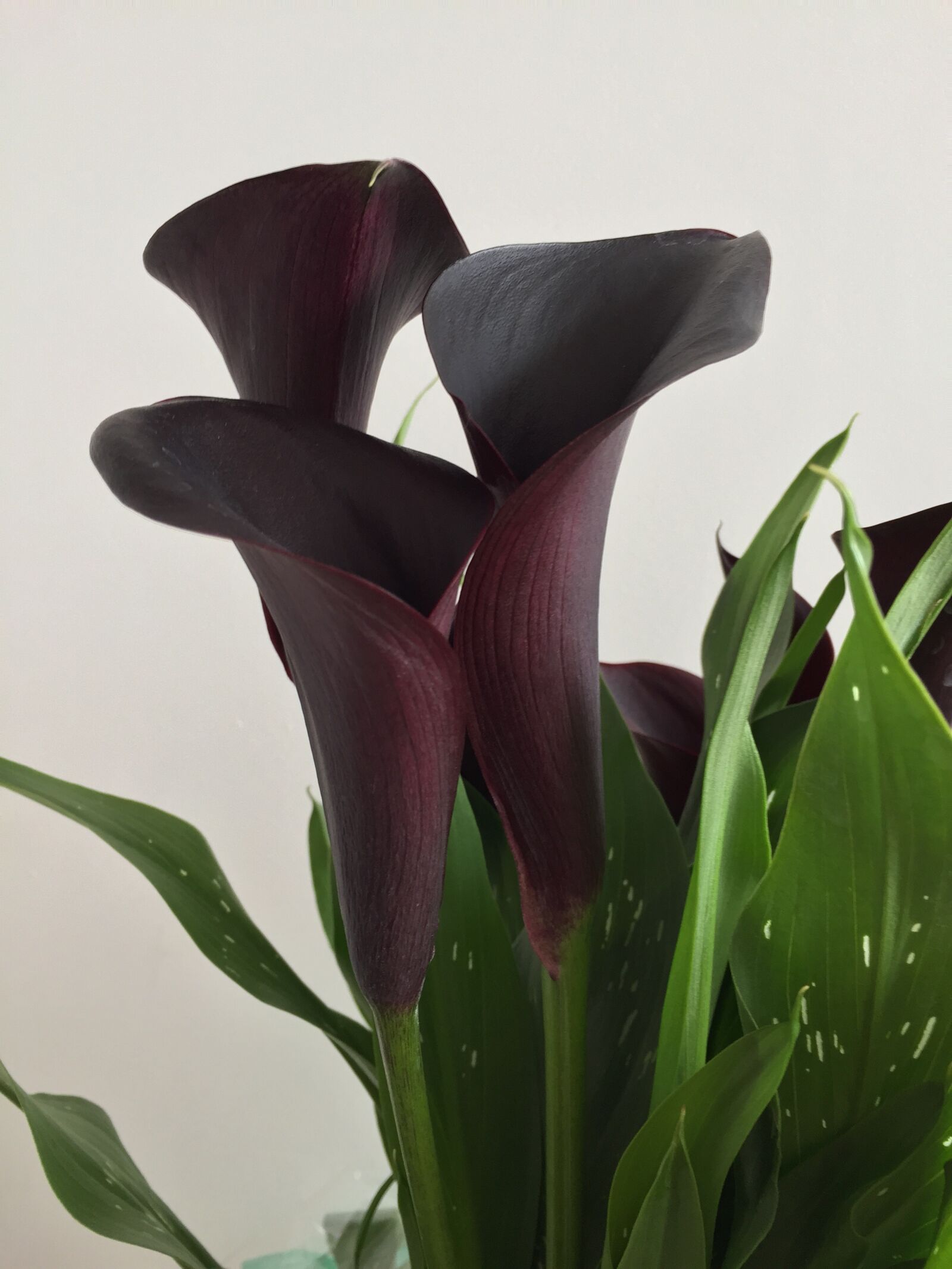 Apple iPhone 6 sample photo. Black calla lilies, araceae photography