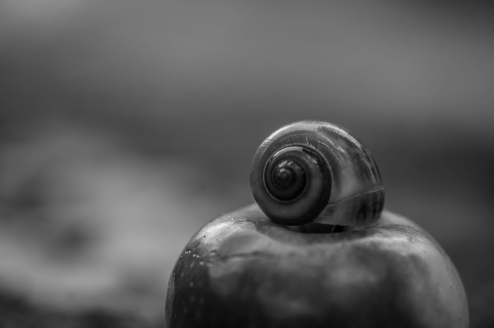 Nikon D700 sample photo. Black white, autumn, snail photography