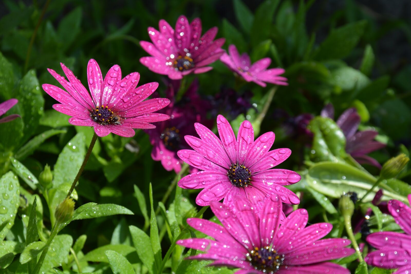 Nikon D7100 sample photo. Flowers, purple flowers, flowers photography