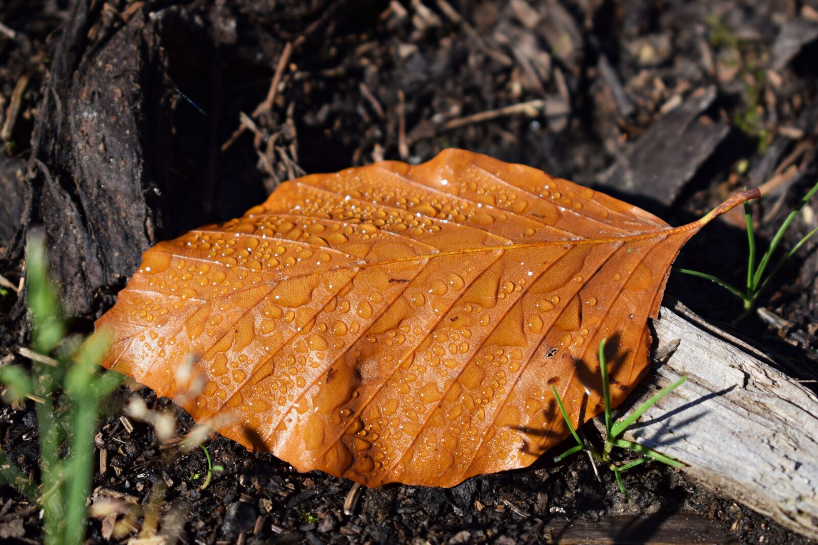 Nikon D3300 sample photo. Autumn, forest, nature photography