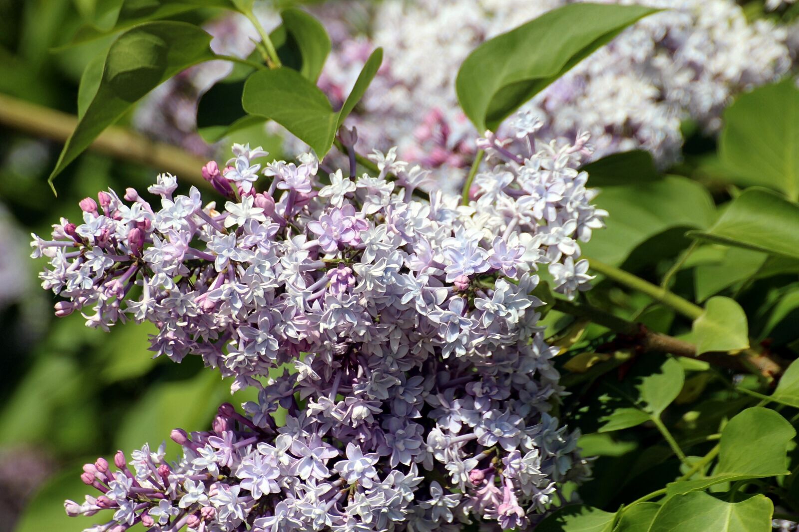 Canon EOS 600D (Rebel EOS T3i / EOS Kiss X5) sample photo. Lilac, syringa, genus photography