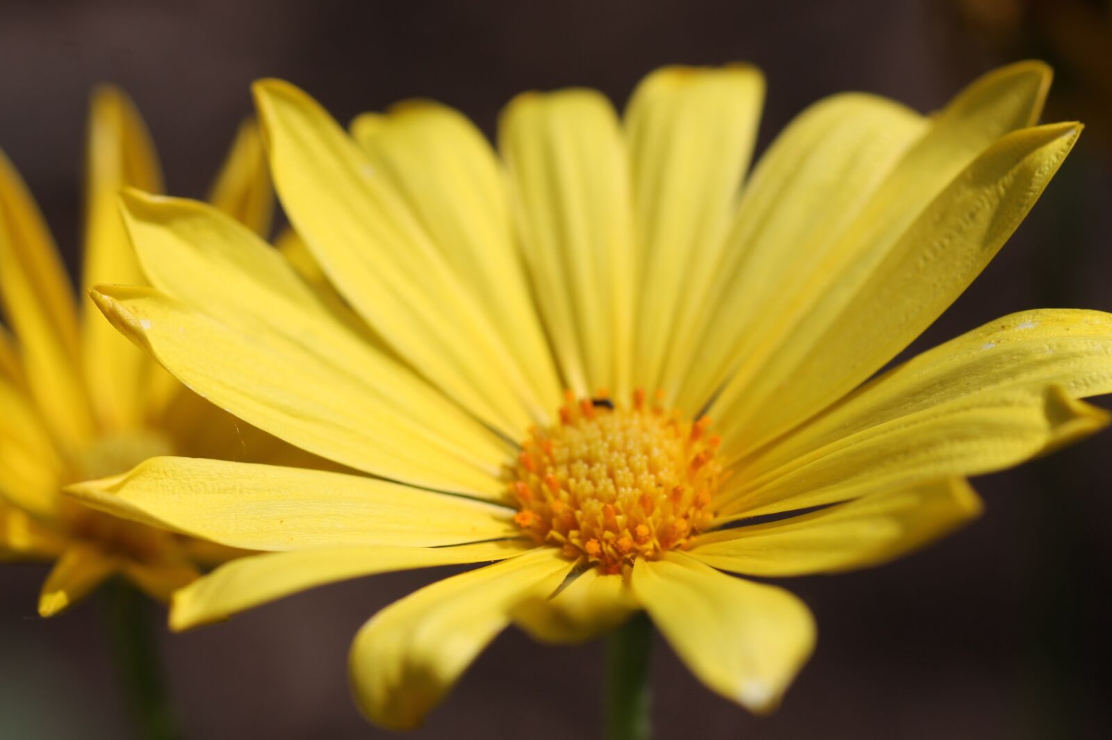 Canon EOS 1100D (EOS Rebel T3 / EOS Kiss X50) sample photo. Yellow, flower, flora photography