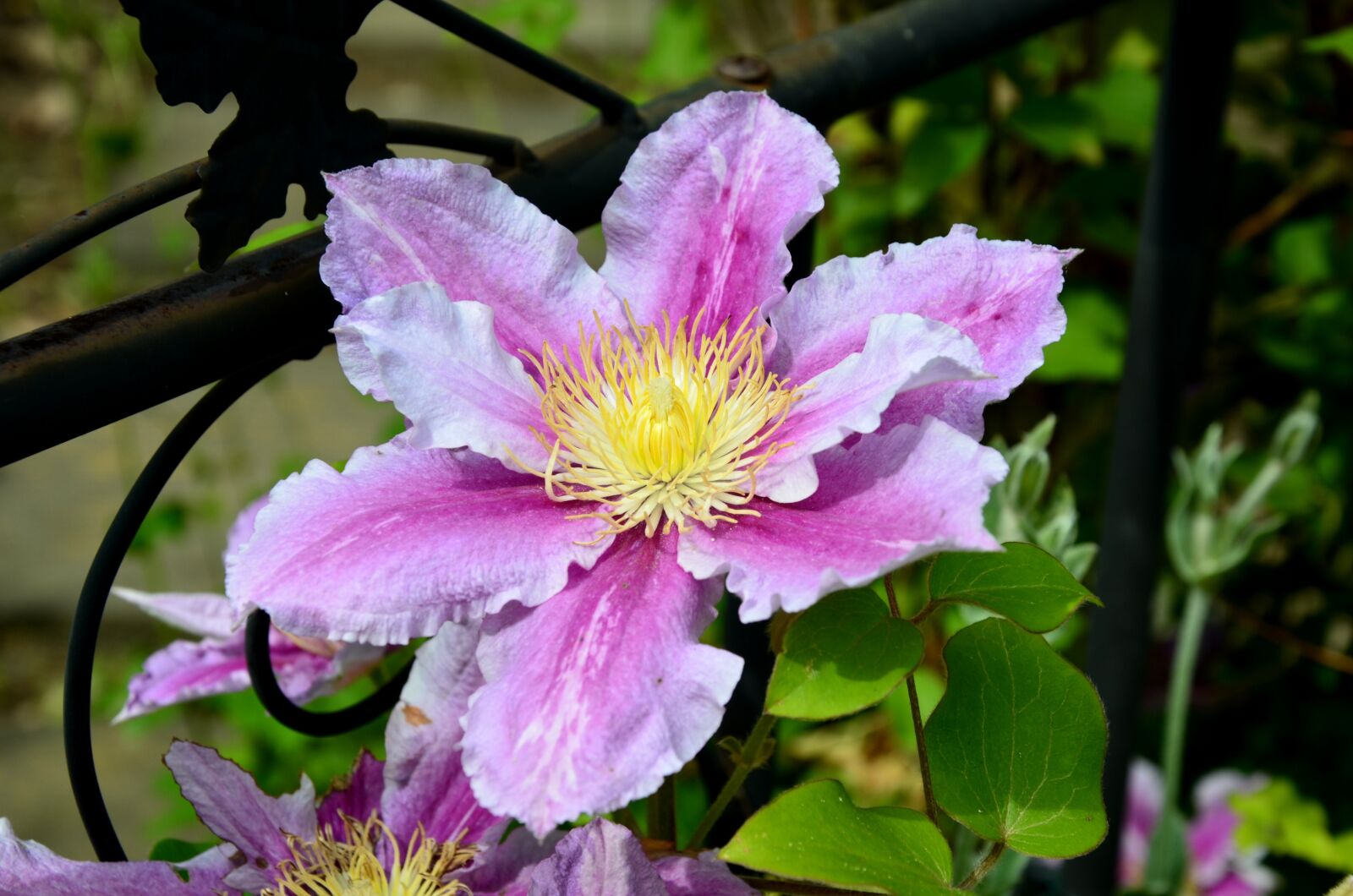 Nikon D5100 sample photo. Clementine, flower, plant photography