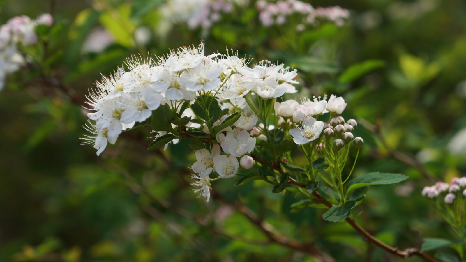 Sony Alpha NEX-7 + Sony E 18-55mm F3.5-5.6 OSS sample photo. Angervo, white blossom, bush photography