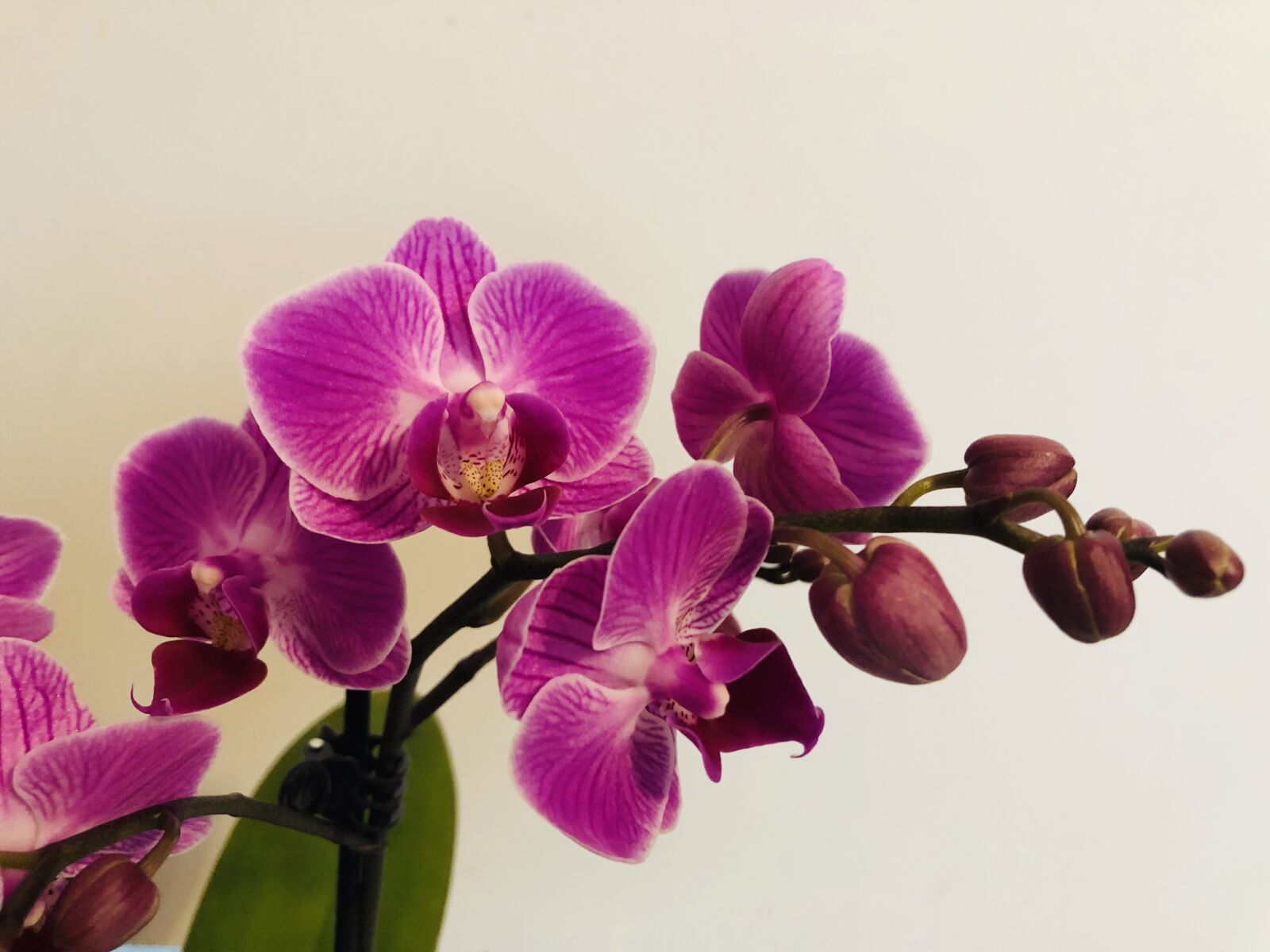 iPhone 8 Plus back dual camera 3.99mm f/1.8 sample photo. Orchids, flowers, purple photography