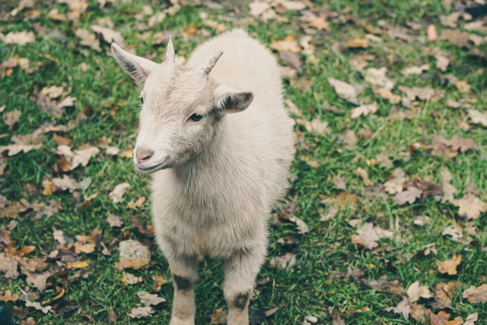 E 50mm F1.8 OSS sample photo. Goat, cream, green photography