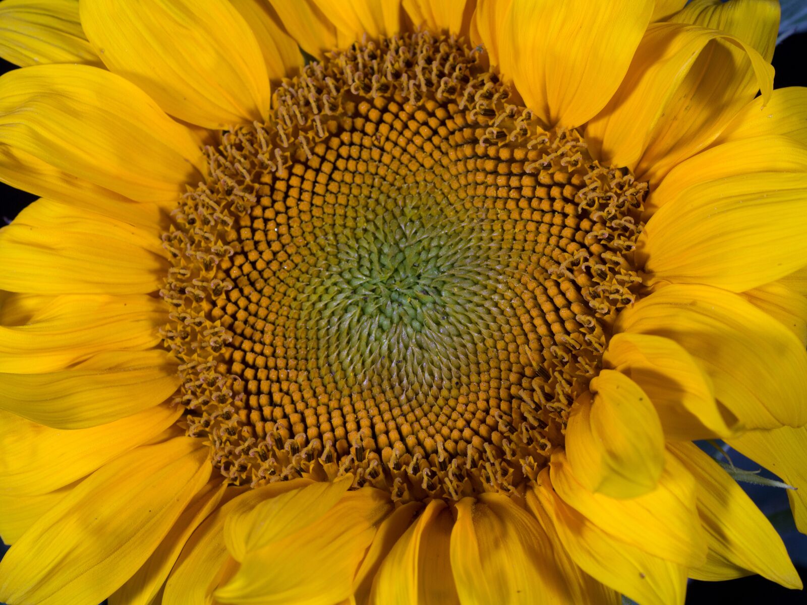 Canon EOS 600D (Rebel EOS T3i / EOS Kiss X5) sample photo. Flower, macro, sunflower photography