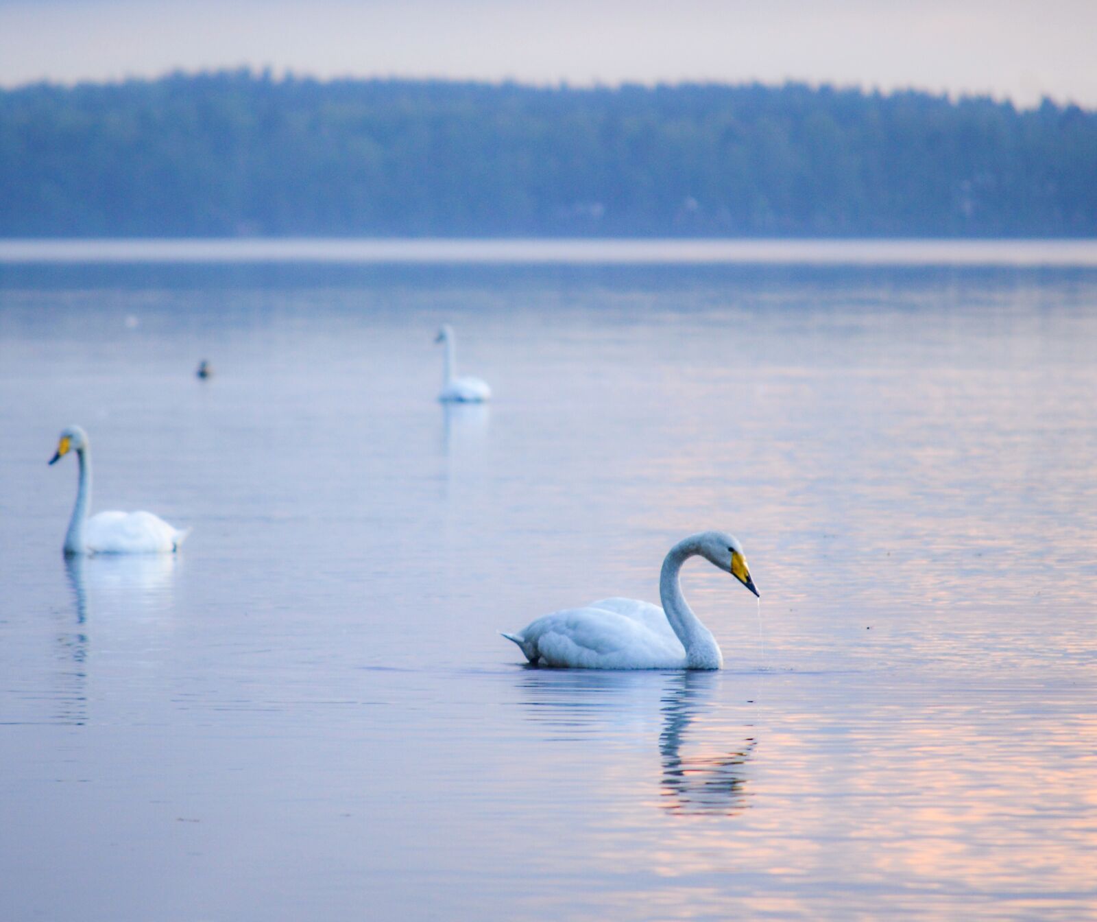 Nikon D3200 sample photo. Swan, lake, water photography