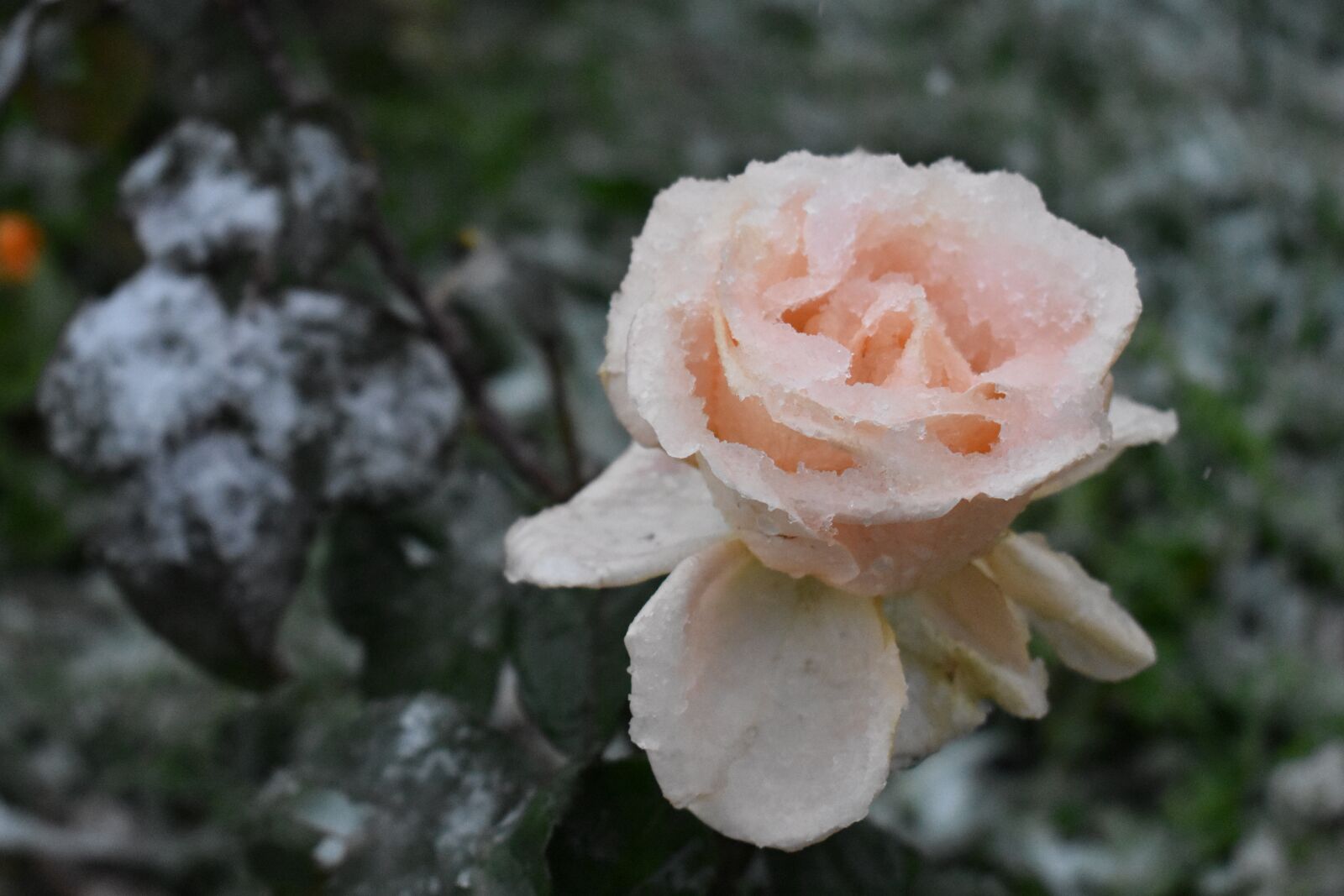 Nikon D3400 sample photo. Rose, cream, snow photography