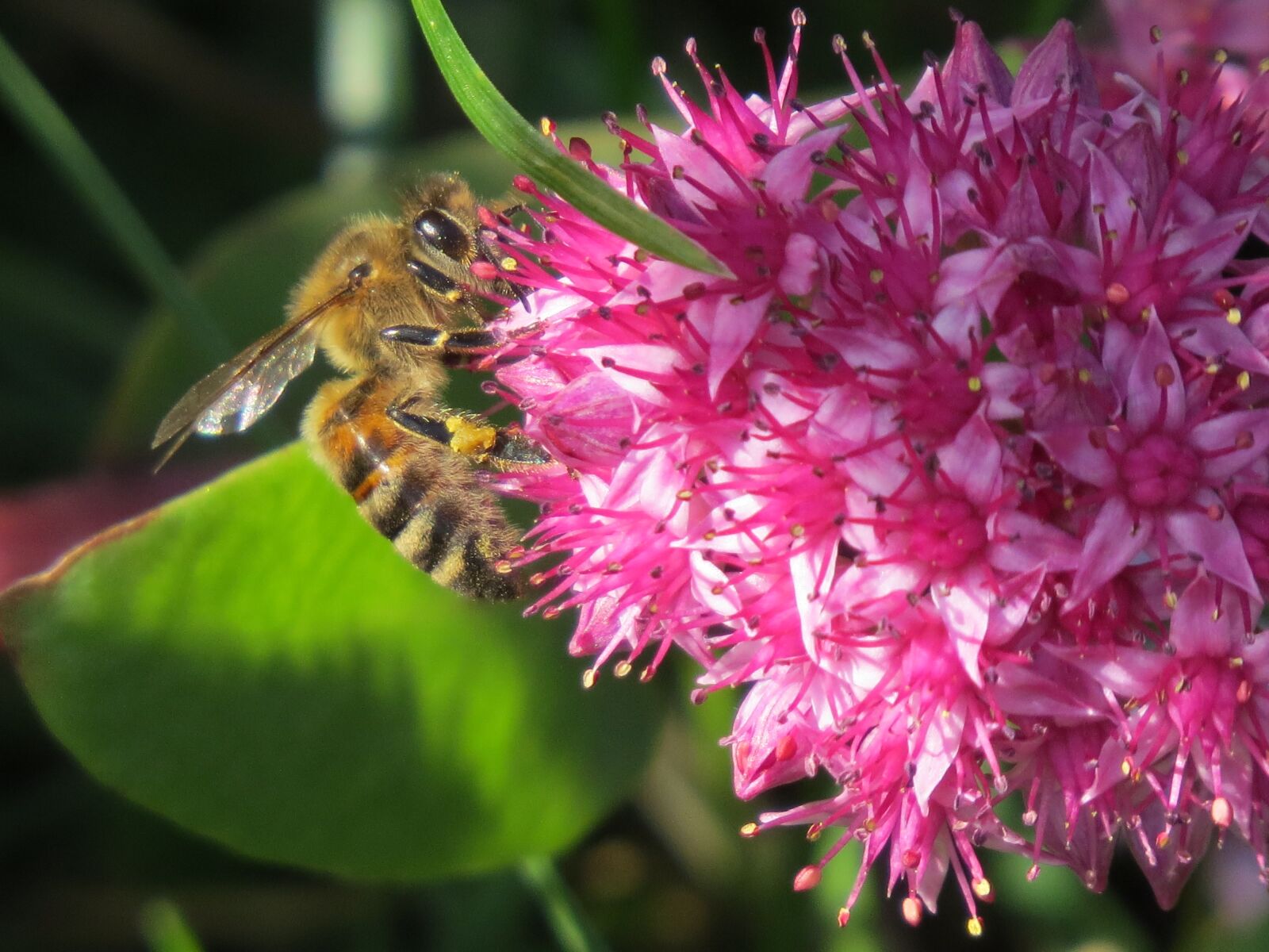 Canon PowerShot SX50 HS sample photo. Bee, flower, pollination photography