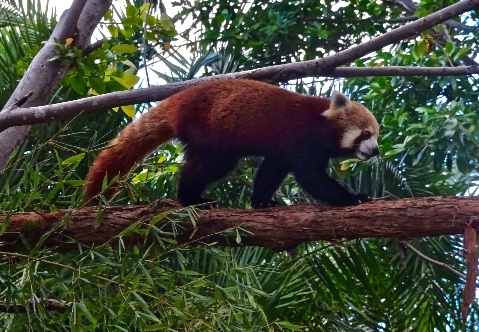 Sony Cyber-shot DSC-HX90V sample photo. Red panda, chinese, wildlife photography