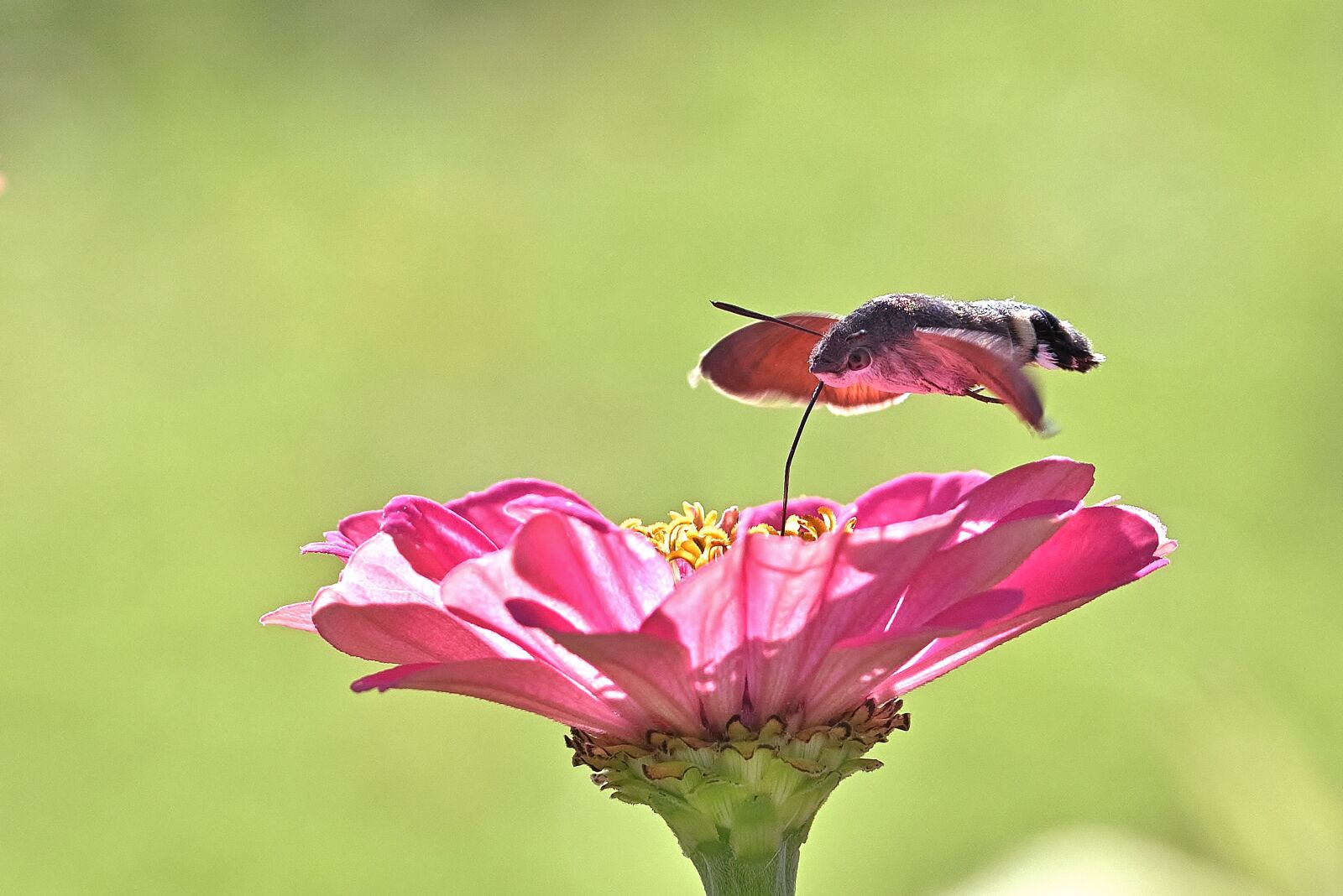 Nikon D5200 sample photo. Hummingbird hawk moth, butterfly photography