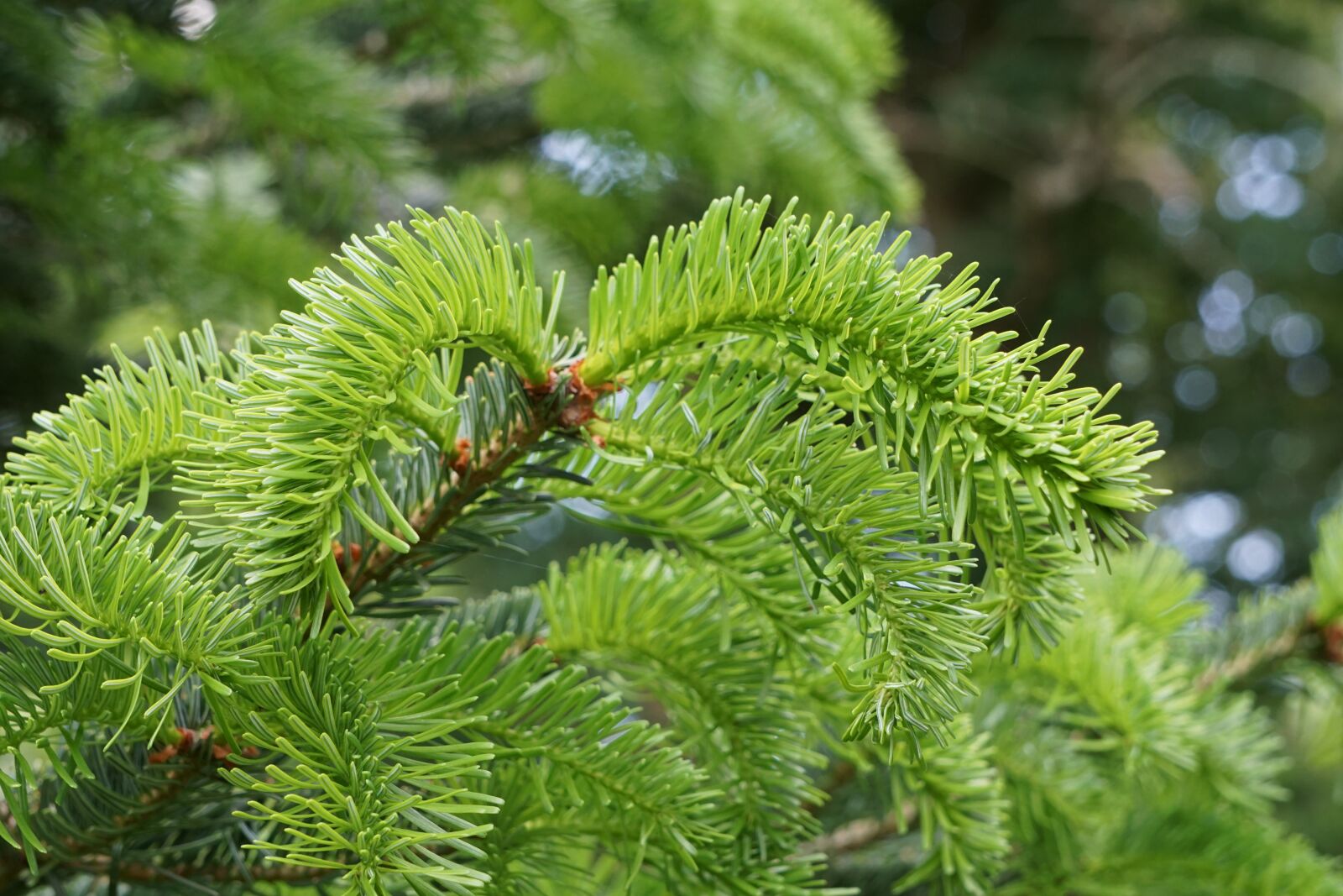 Sony a6000 sample photo. Fir tree, branch, green photography
