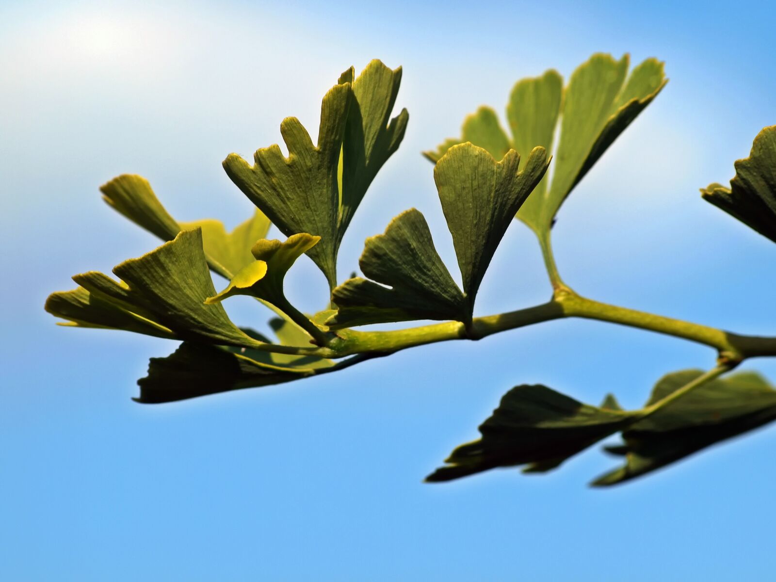 Olympus E-450 (EVOLT E-450) sample photo. Gingko, leaves, branch photography