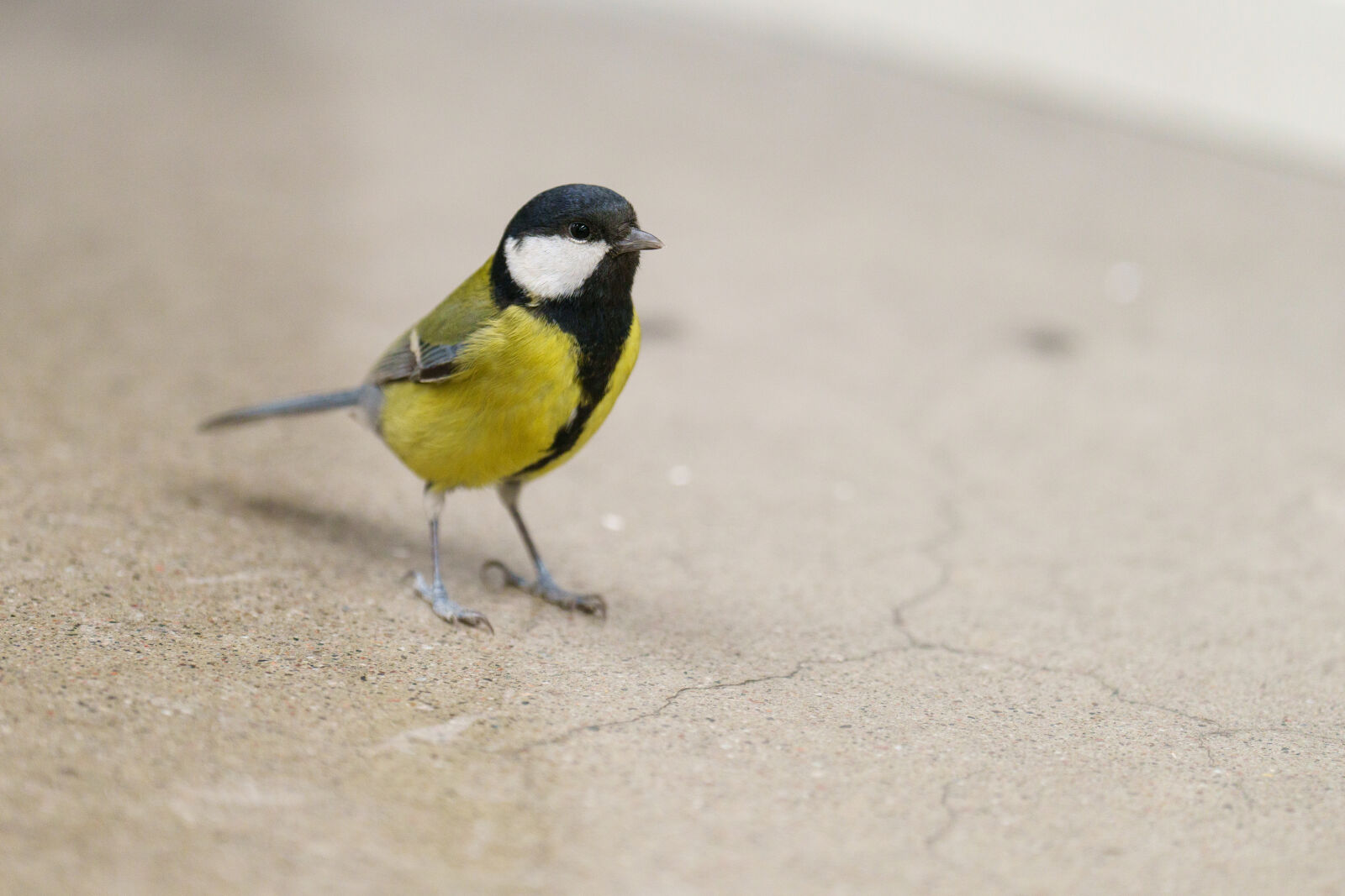 Sony a7R V sample photo. The great indoor tit photography