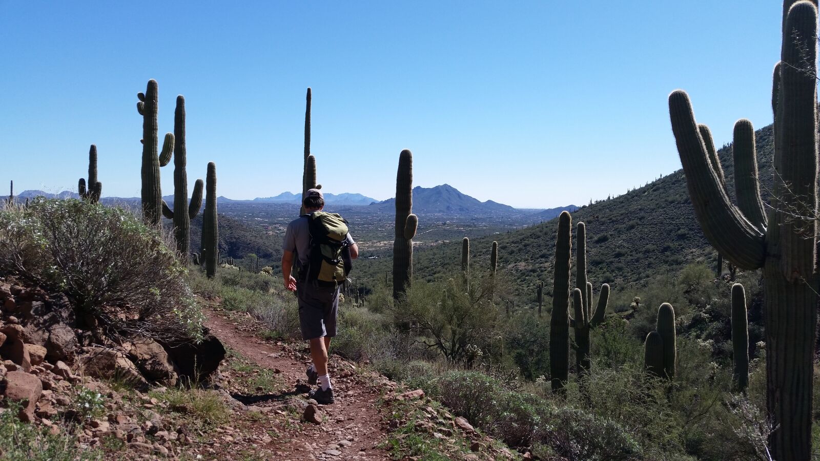 Samsung Galaxy S5 sample photo. Saguaro cactus, cacti, hiking photography
