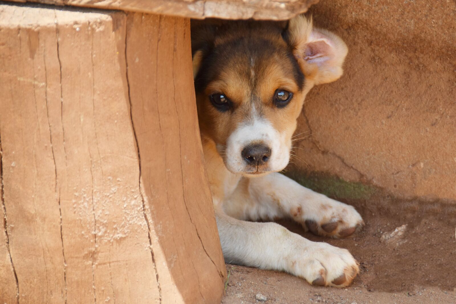 Nikon D5300 sample photo. Dog, animal, portrait photography