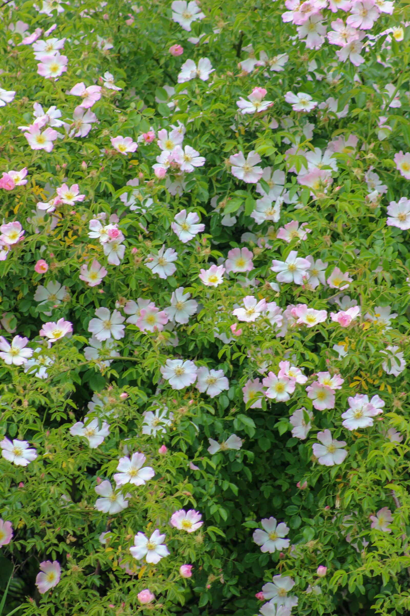 Canon EF75-300mm f/4-5.6 sample photo. Flowers, nature, spring photography