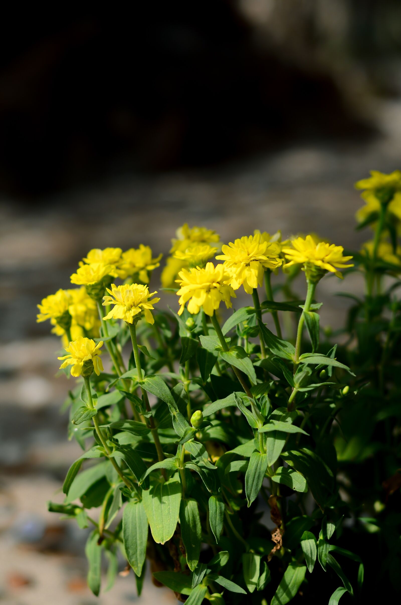 Nikon D7000 sample photo. Beautiful, flower, garden photography