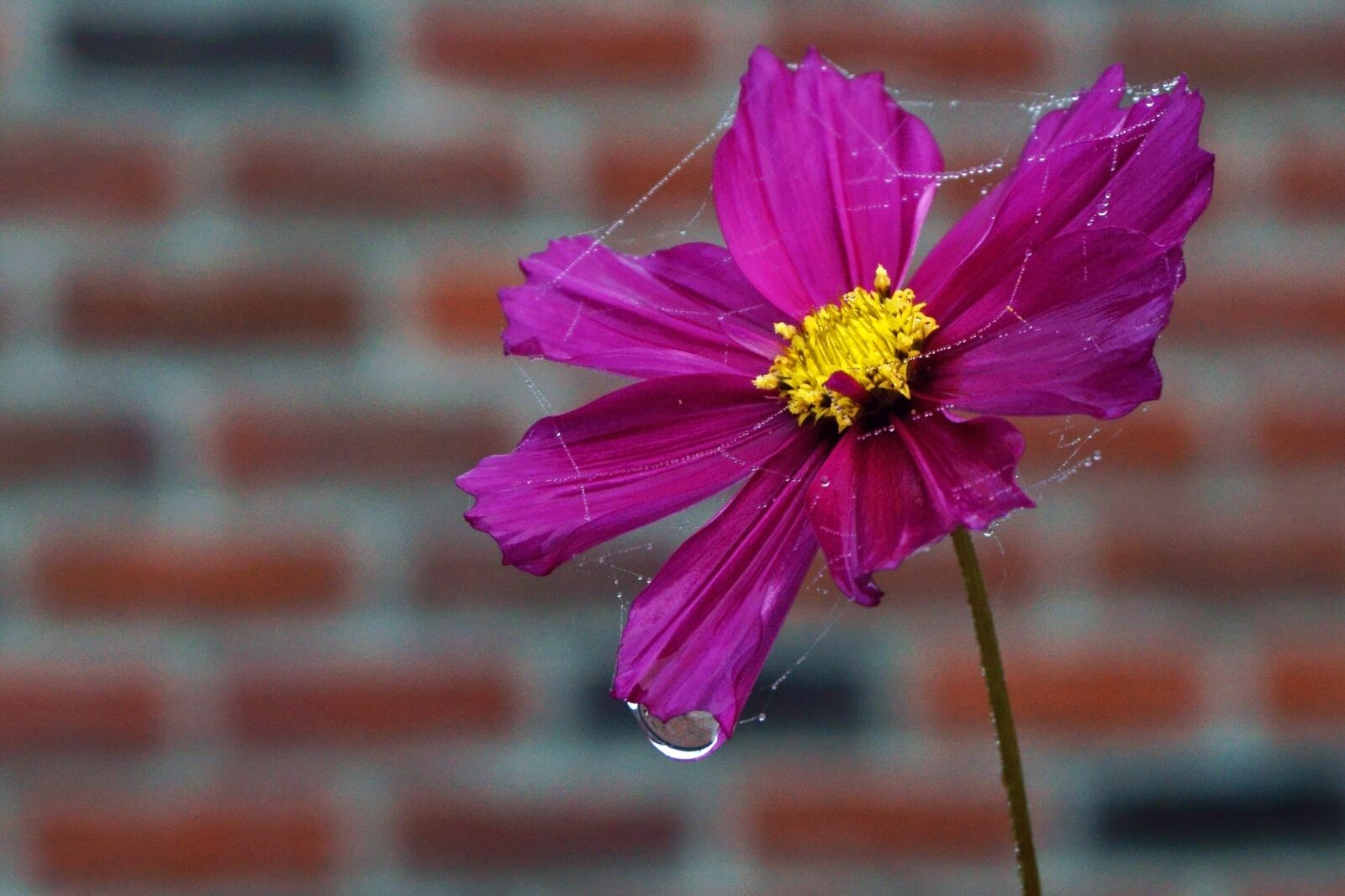 Sony Alpha a5000 (ILCE 5000) sample photo. Close-up, detail, dew, moisture photography