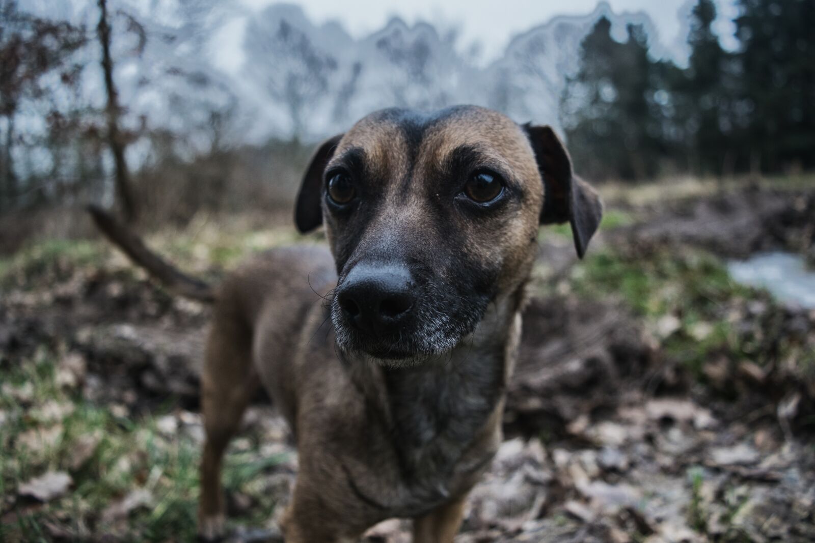 Nikon D3300 sample photo. Animal, mammal, dog photography