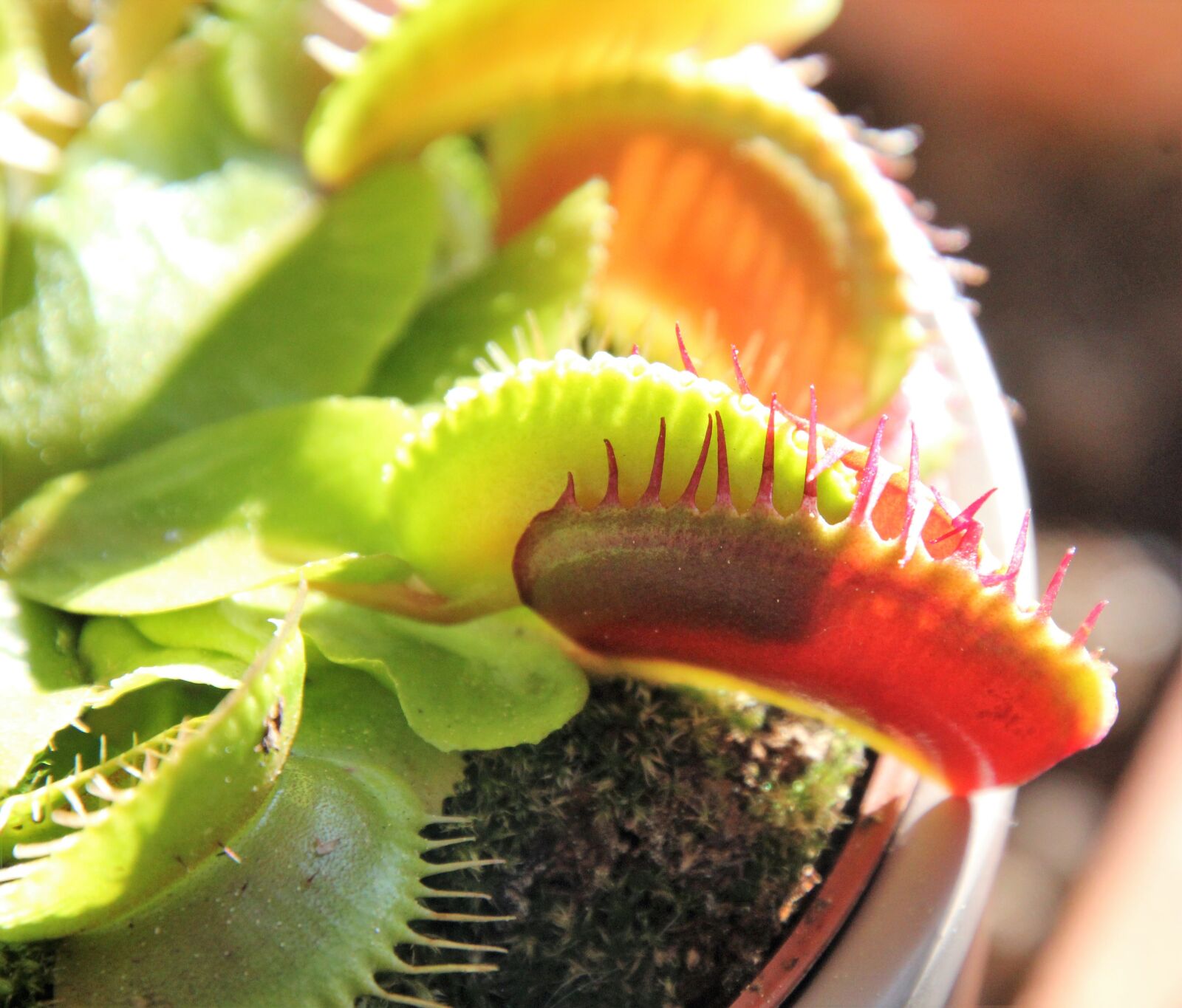 Canon EOS 60D sample photo. Plant, garden, nature photography