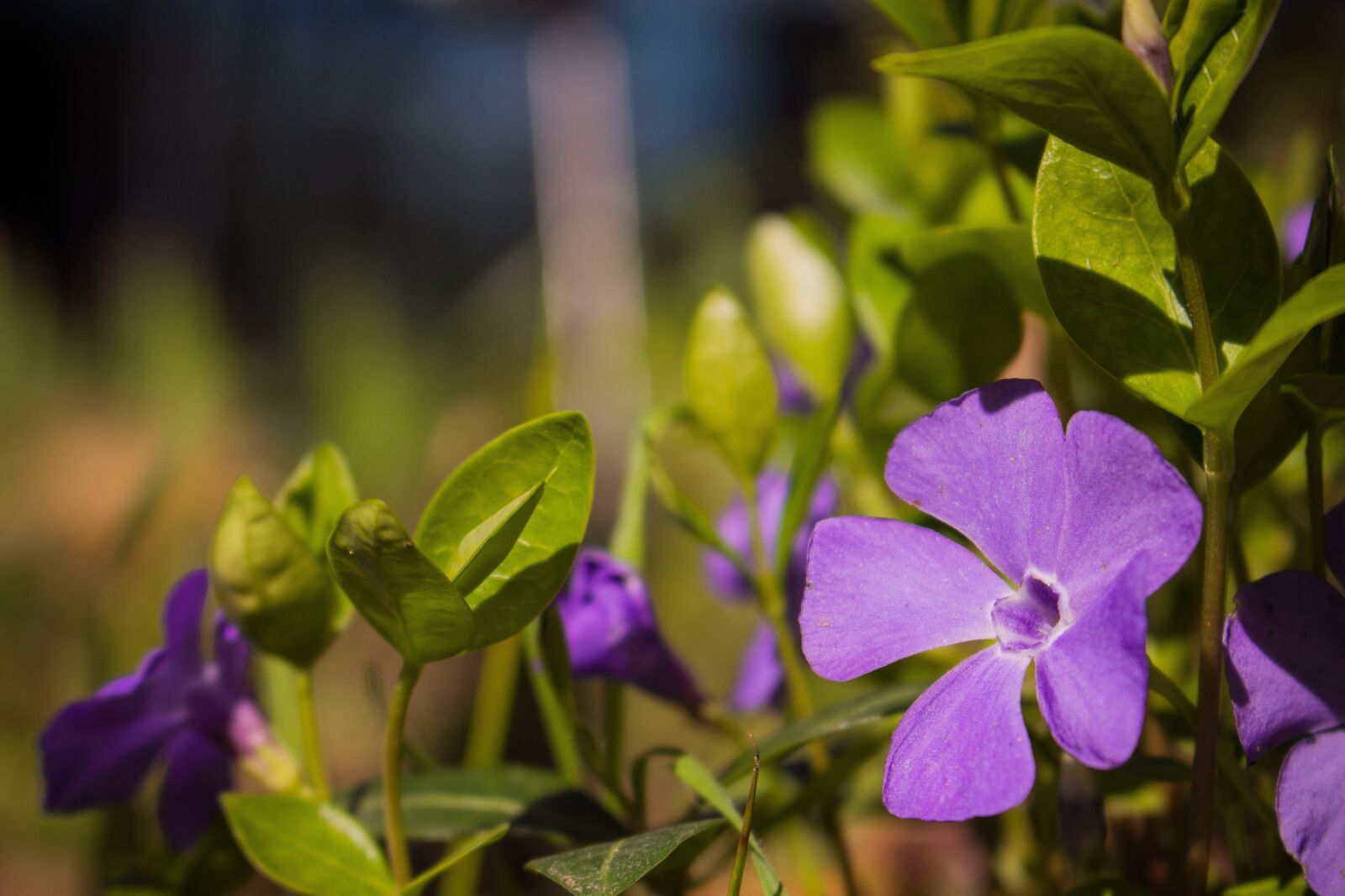 Canon EOS 700D (EOS Rebel T5i / EOS Kiss X7i) sample photo. Purple, flower, green photography