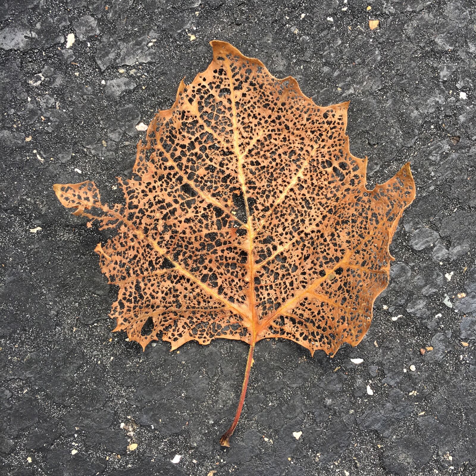 iPhone 6s back camera 4.15mm f/2.2 sample photo. Leaf, autumn, fall photography