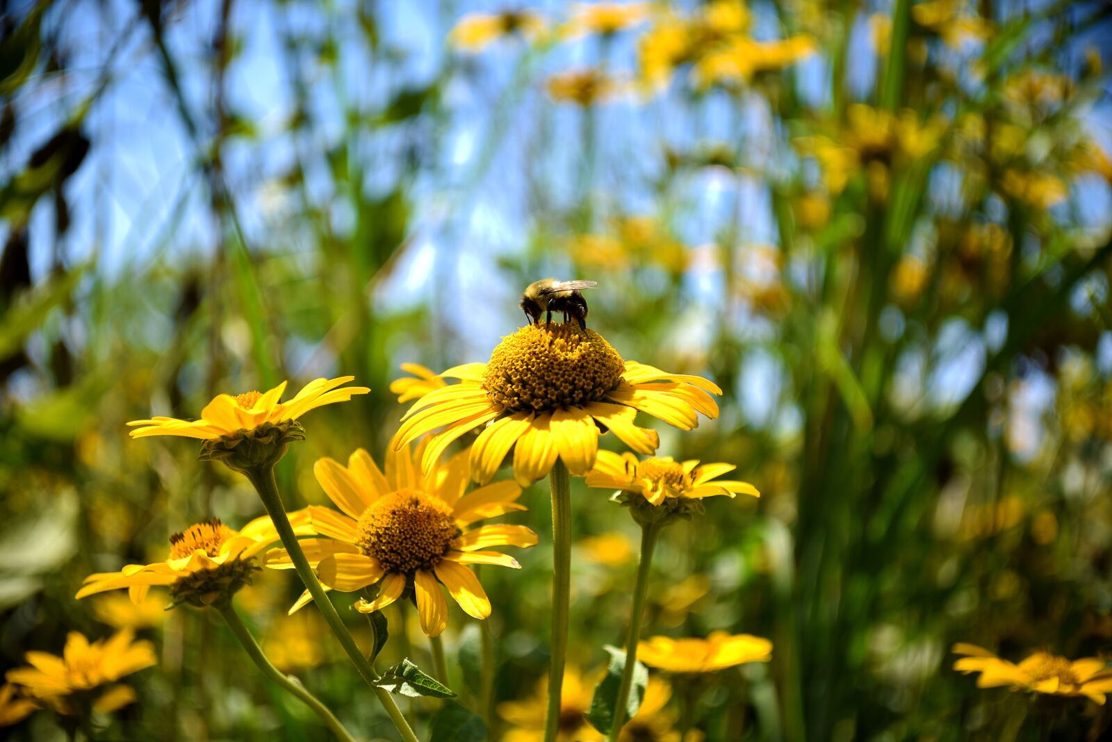 Nikon D750 sample photo. Bee, pollen, coneflowers photography