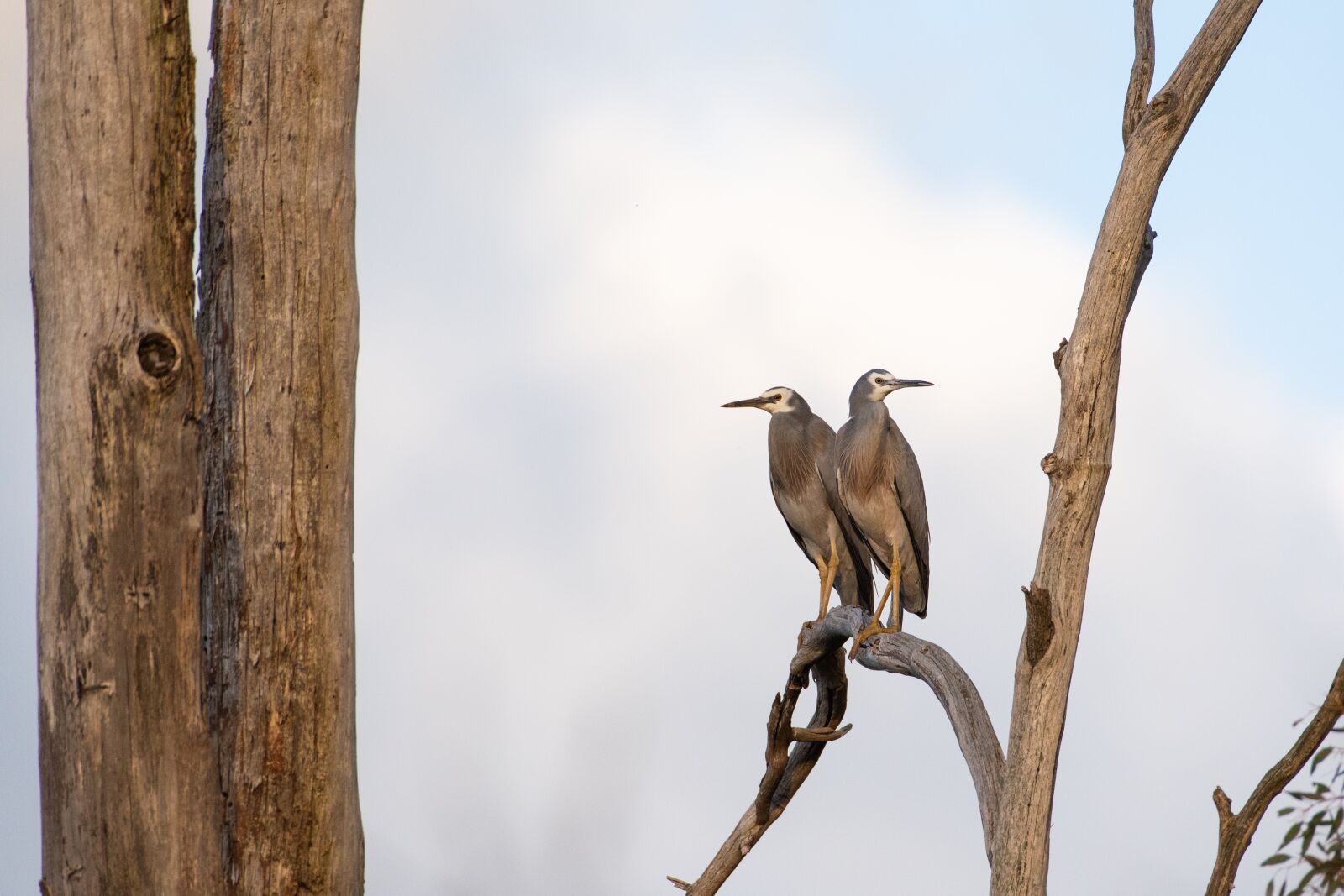 Nikon D750 sample photo. White faced heron, heron photography