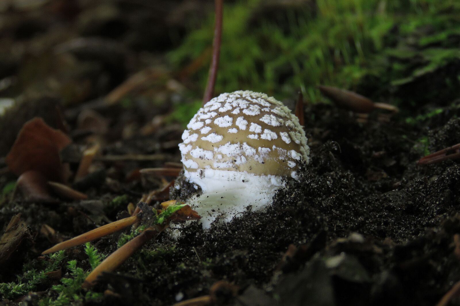 Canon PowerShot SX60 HS sample photo. Mushroom, fungi, forest photography