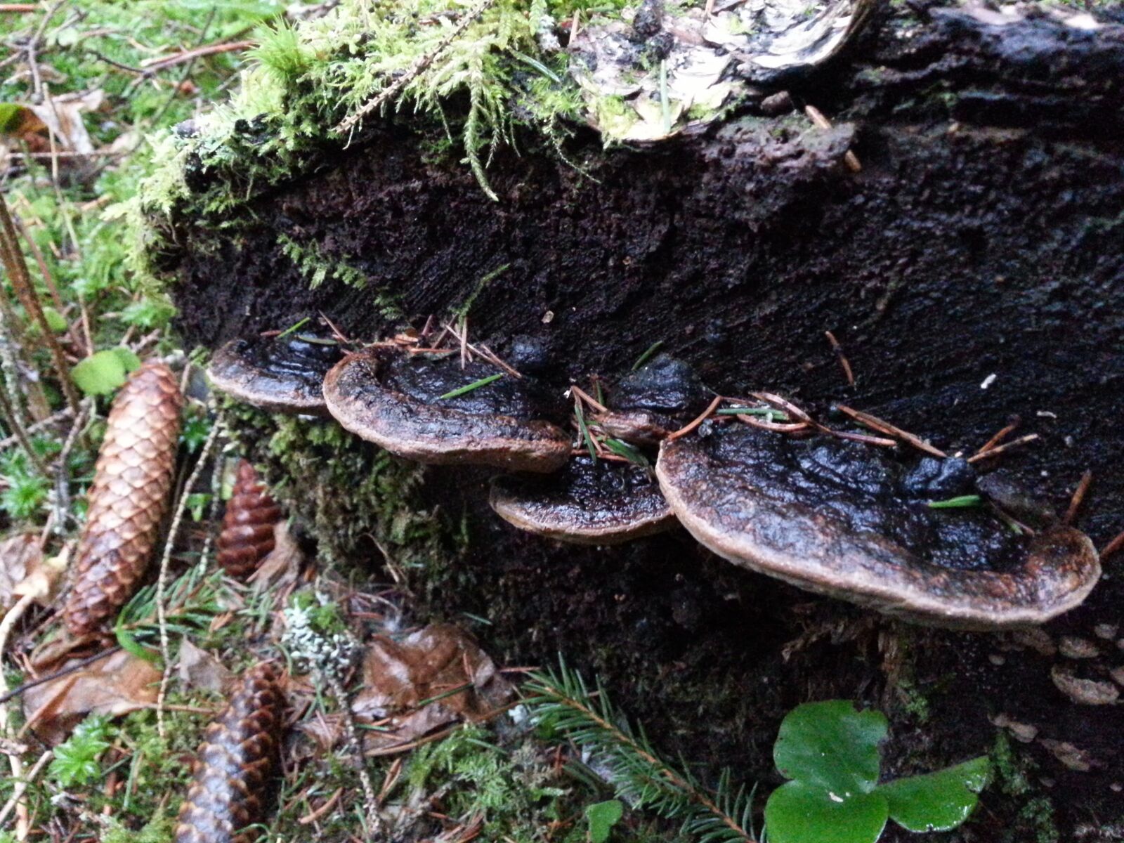 Samsung Galaxy S3 sample photo. Forest, mushrooms, kääpä photography