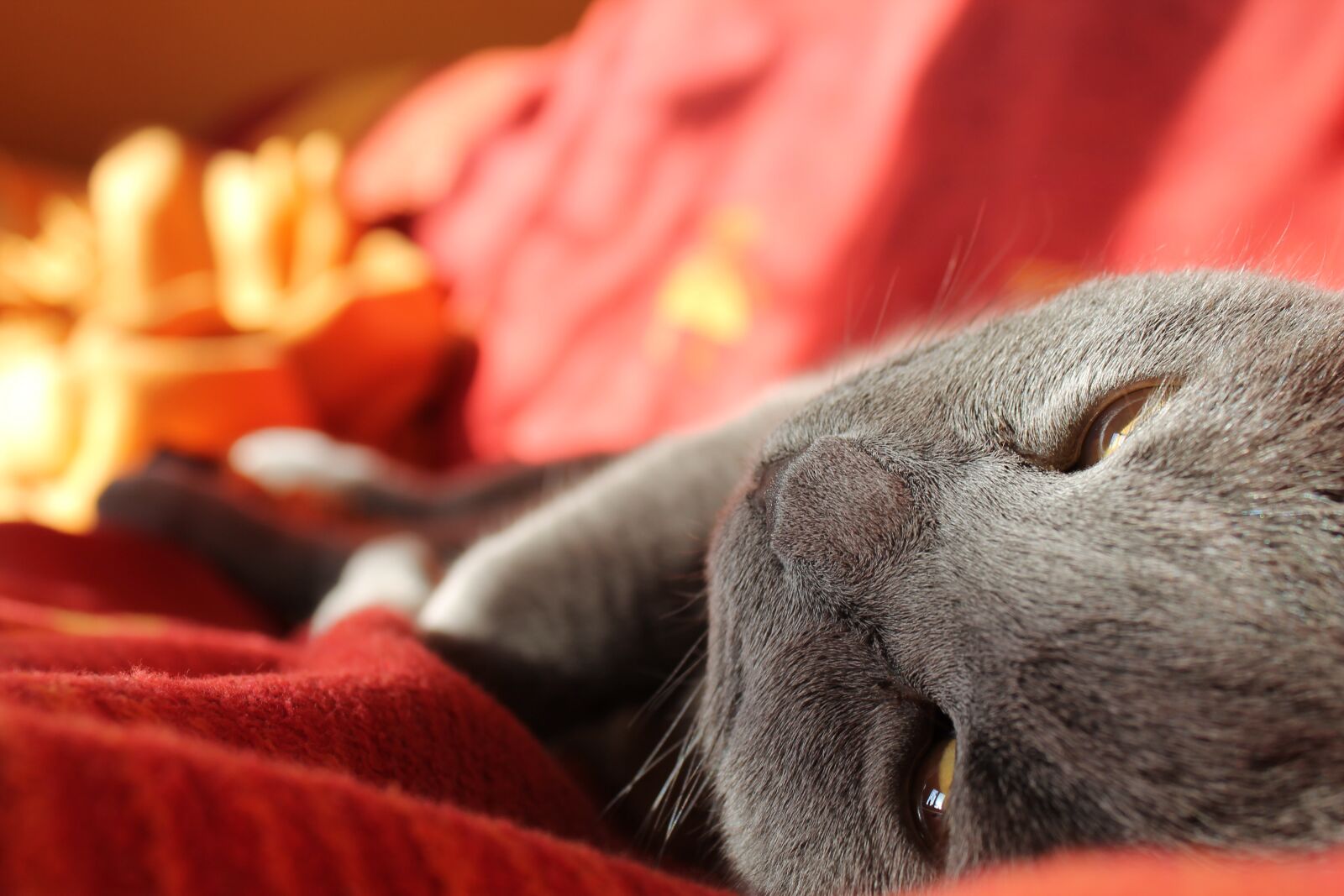 Canon EOS 1100D (EOS Rebel T3 / EOS Kiss X50) sample photo. Cat, relaxation, rest photography