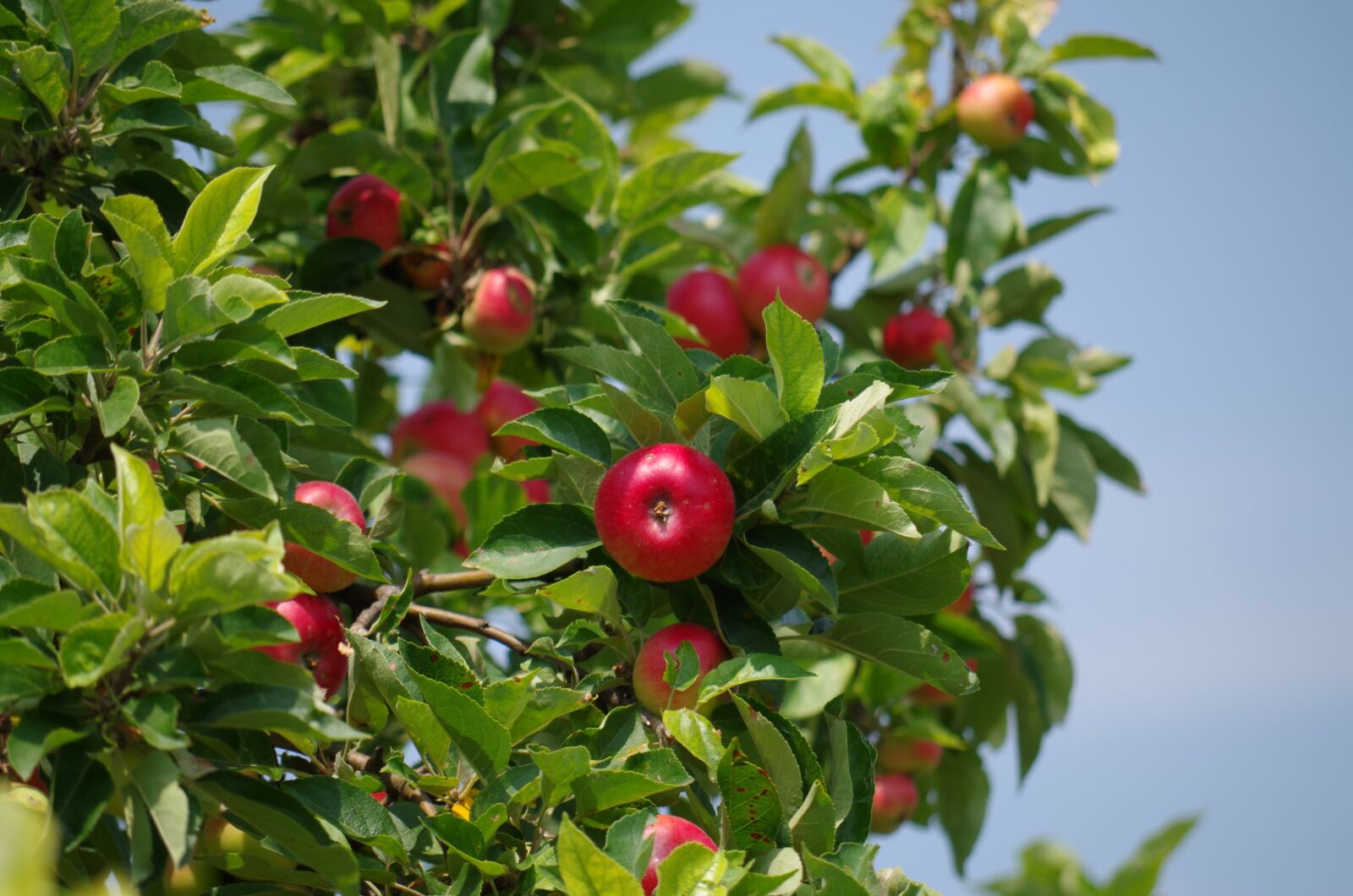 Pentax K-500 sample photo. Apple tree, apples, fruit photography