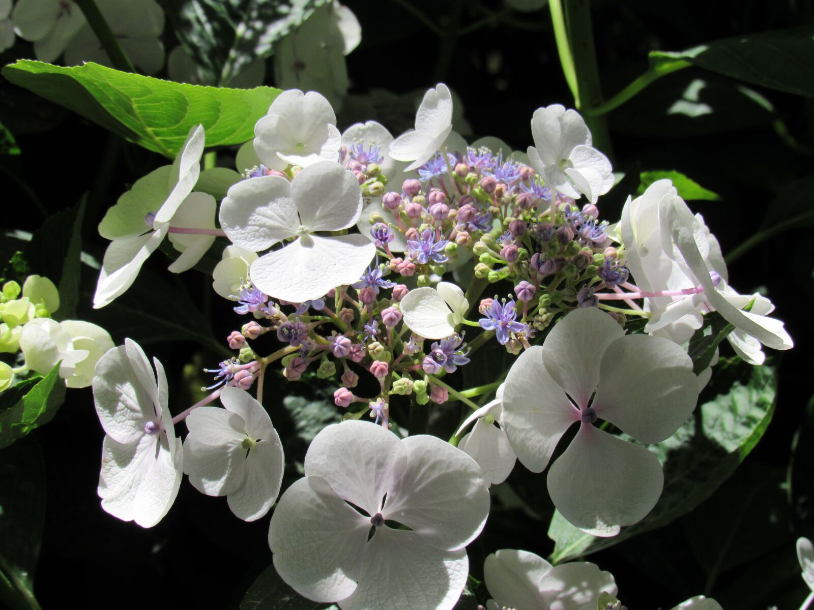 Canon PowerShot SX530 HS sample photo. Flower, plant, garden photography