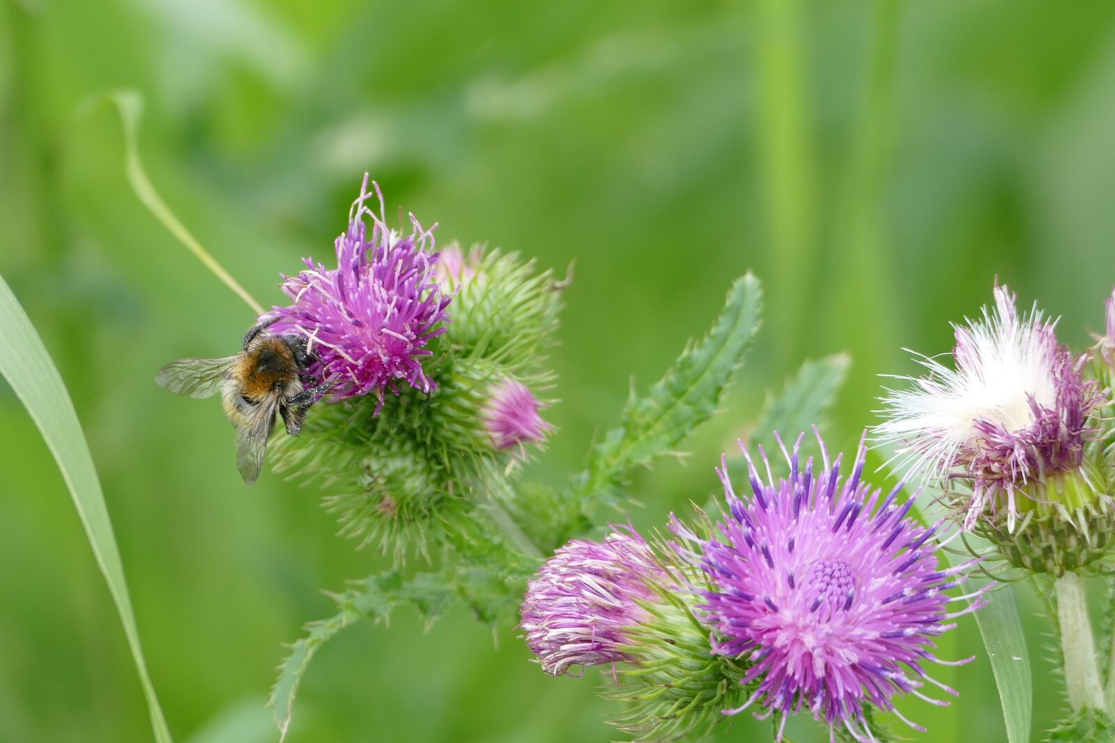 Panasonic Lumix DMC-FZ1000 sample photo. Thistle, hummel, insect photography