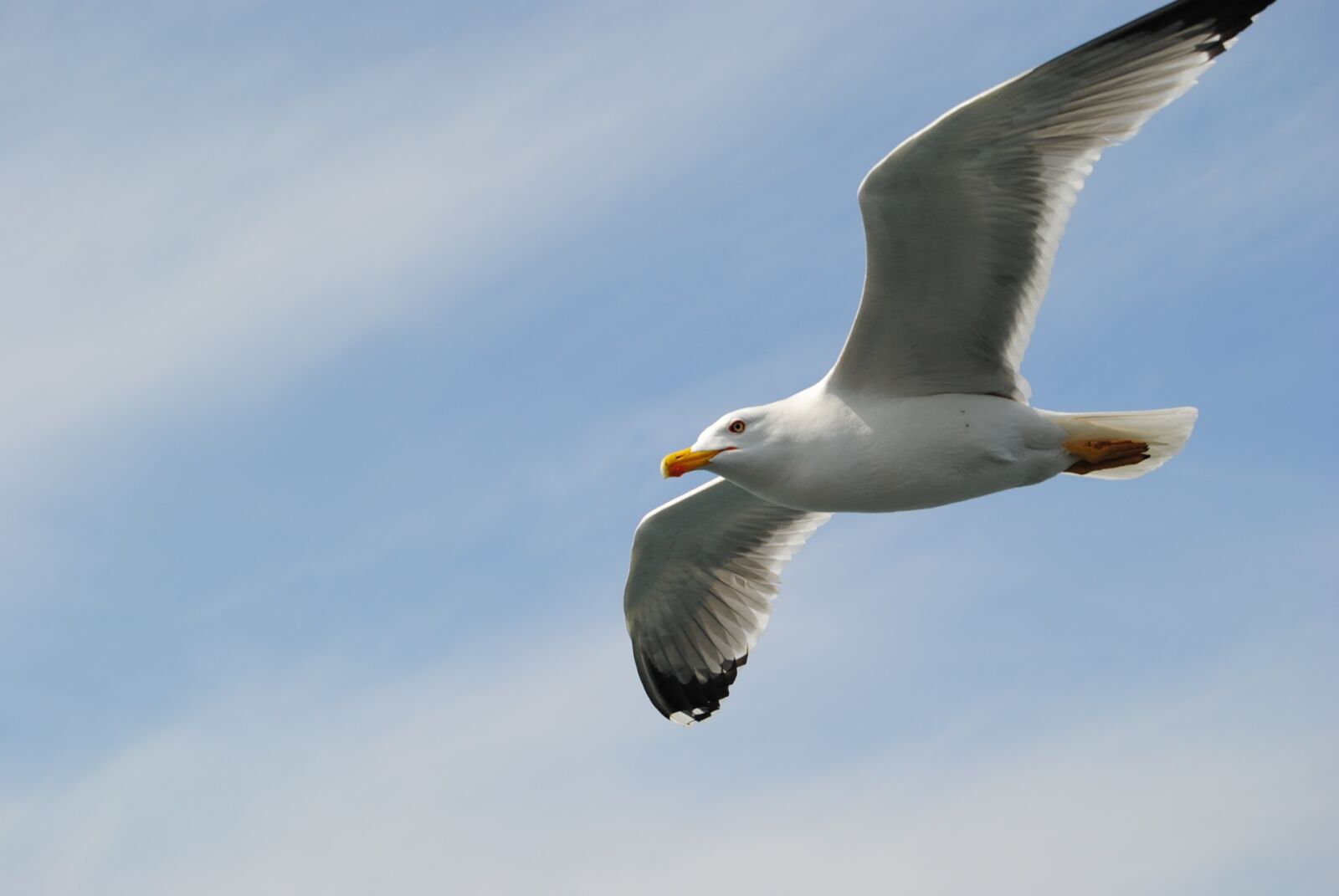 Nikon D3000 sample photo. Seagull, flying, sky photography