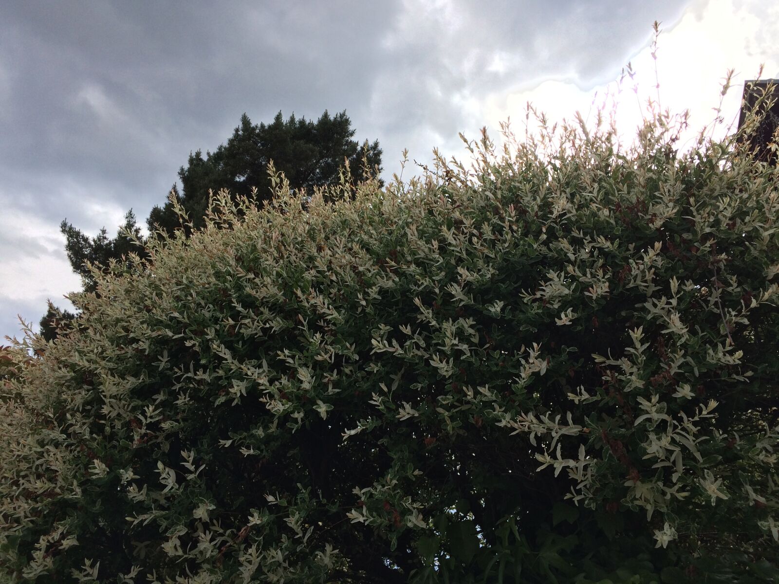 iPhone 5s back camera 4.15mm f/2.2 sample photo. Cloud, clouds, sky, tree photography