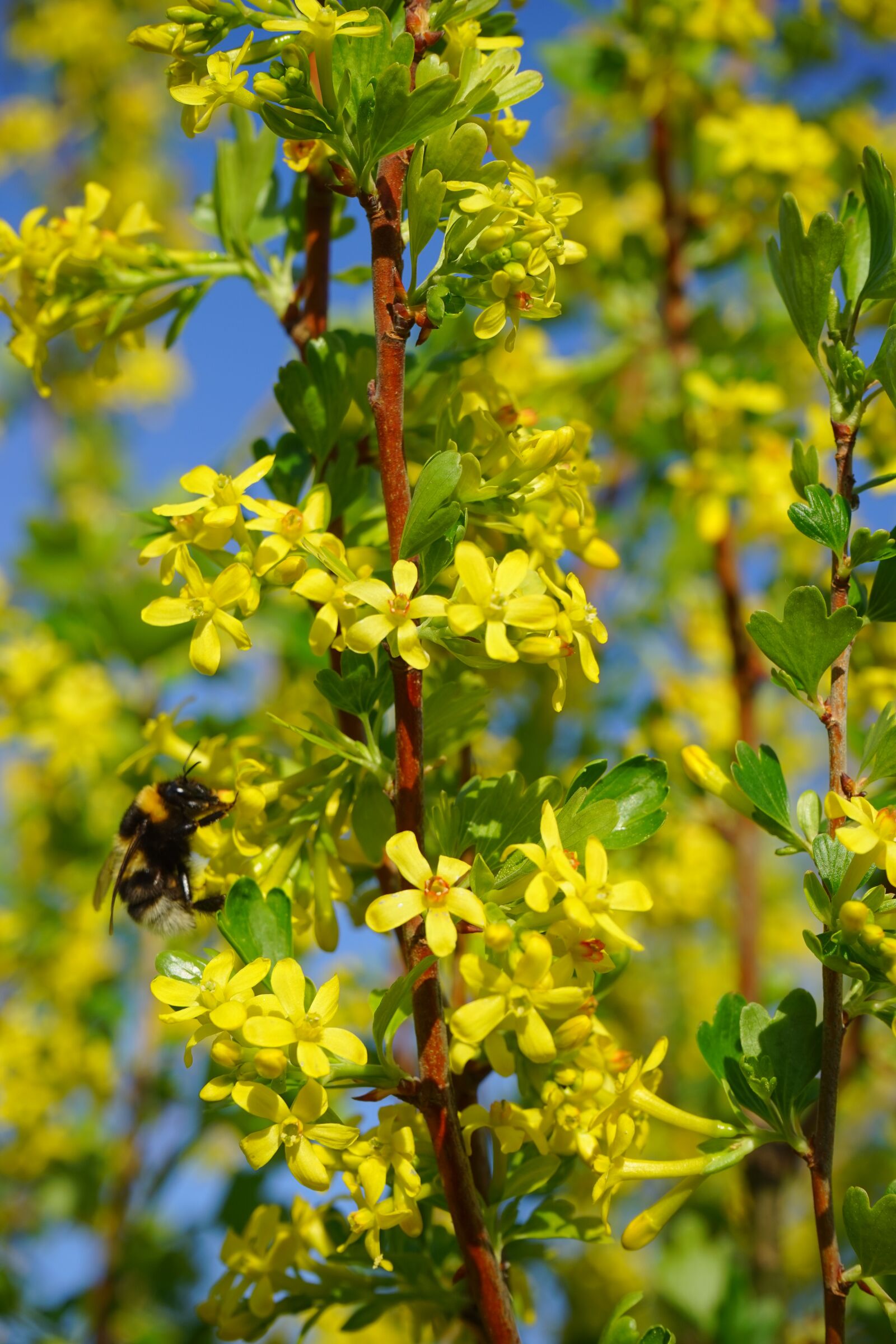 Sony a7 + Sony FE 28-70mm F3.5-5.6 OSS sample photo. Ribes aureum, flowers, yellow photography