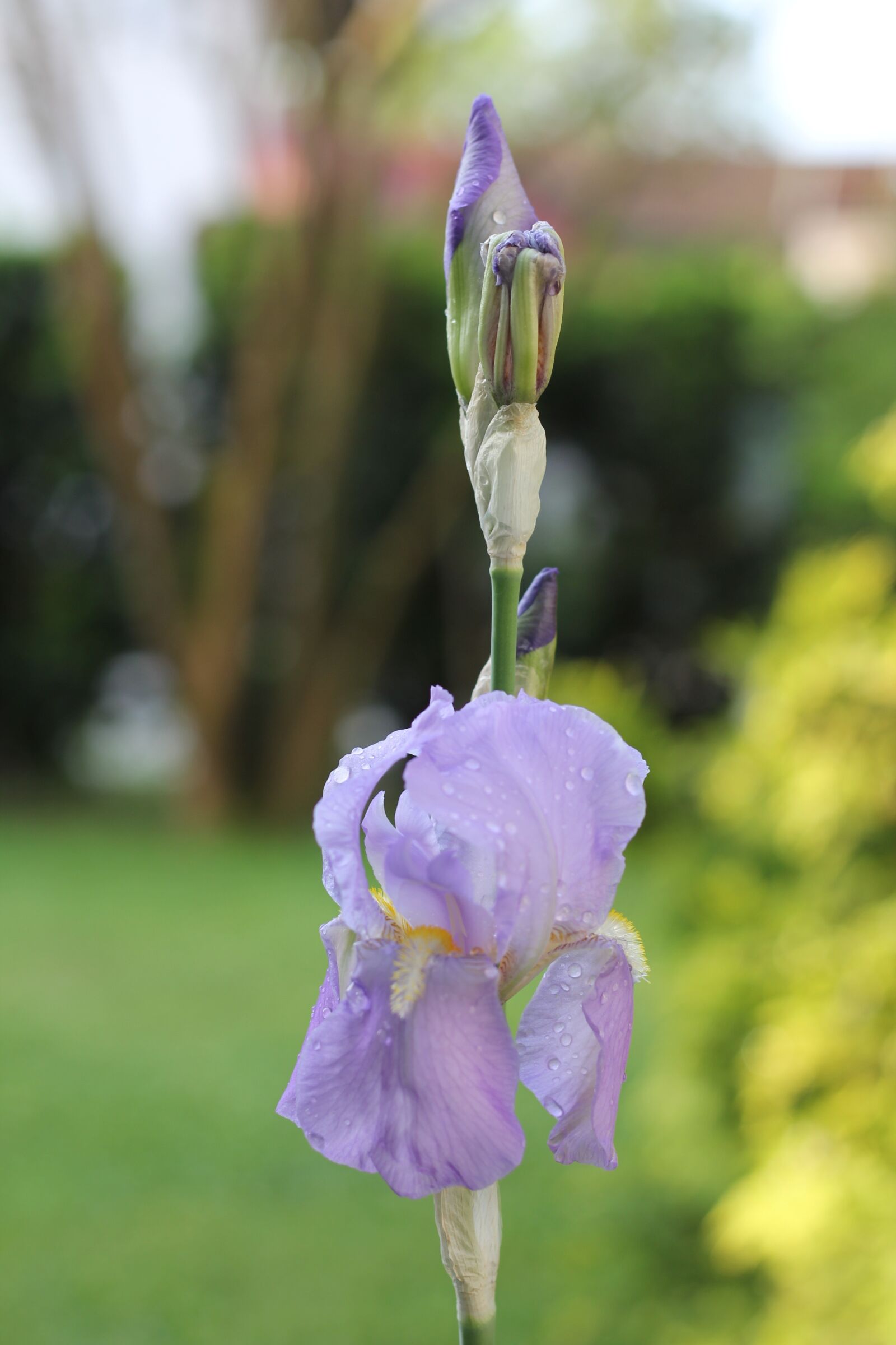 Canon EOS 60D + Canon EF 50mm F1.8 STM sample photo. Iris, flower, pistil photography